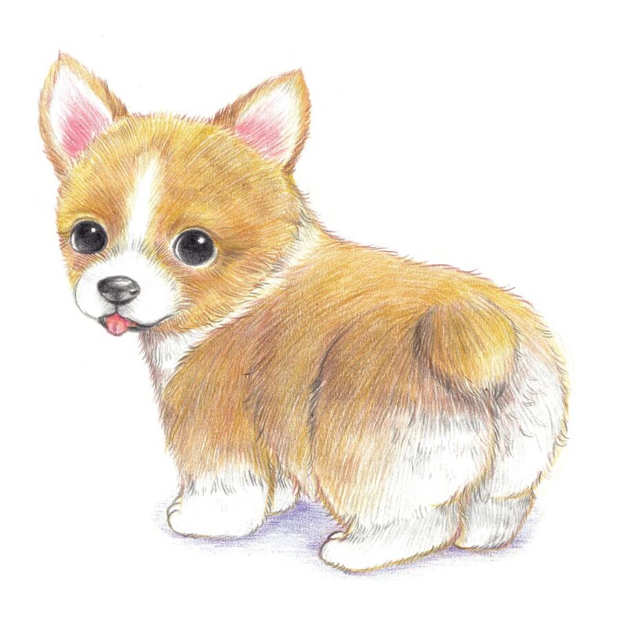 彩铅小动物-柯基犬