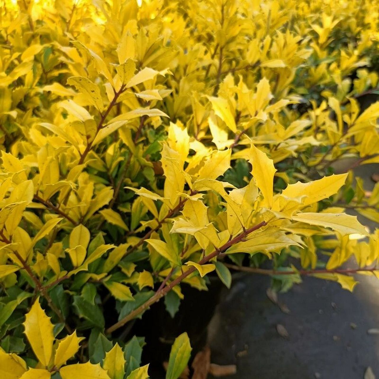 花境植物第117弹——黄金枸骨 黄金枸骨是冬青科冬青属常绿灌木,小