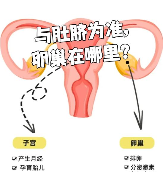 卵巢在肚脐下方大约3～4横指的位置,正中线两侧各四指宽的地方