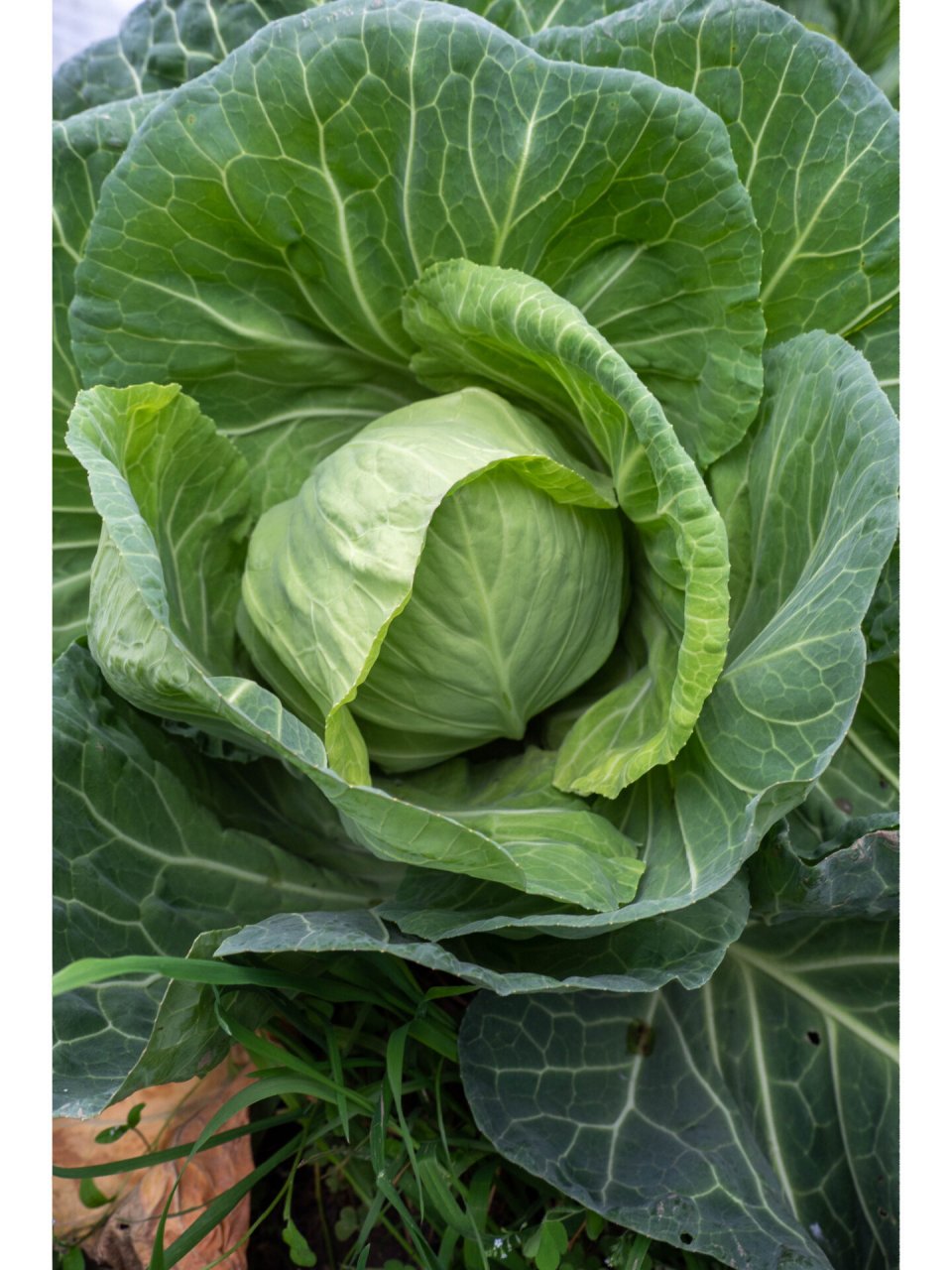 时令蔬植|9 甘蓝 甘蓝(学名:brassica oleracea var.