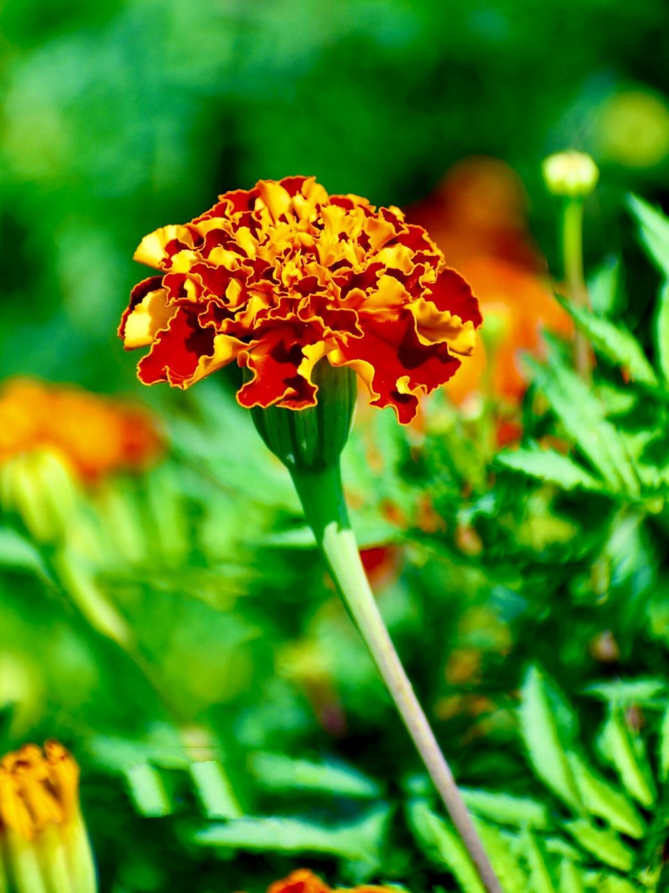 外秀惠中的孔雀草(万寿菊) 这让人惊艳的美,不仅吸引各种昆虫,也深深