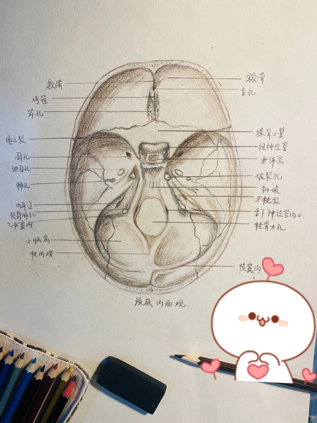 解剖学手绘颅底内面观