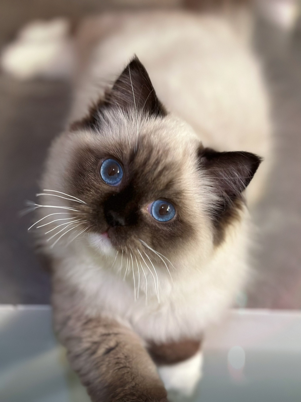 手套色布偶|可爱小黑脸93     四个月啦95