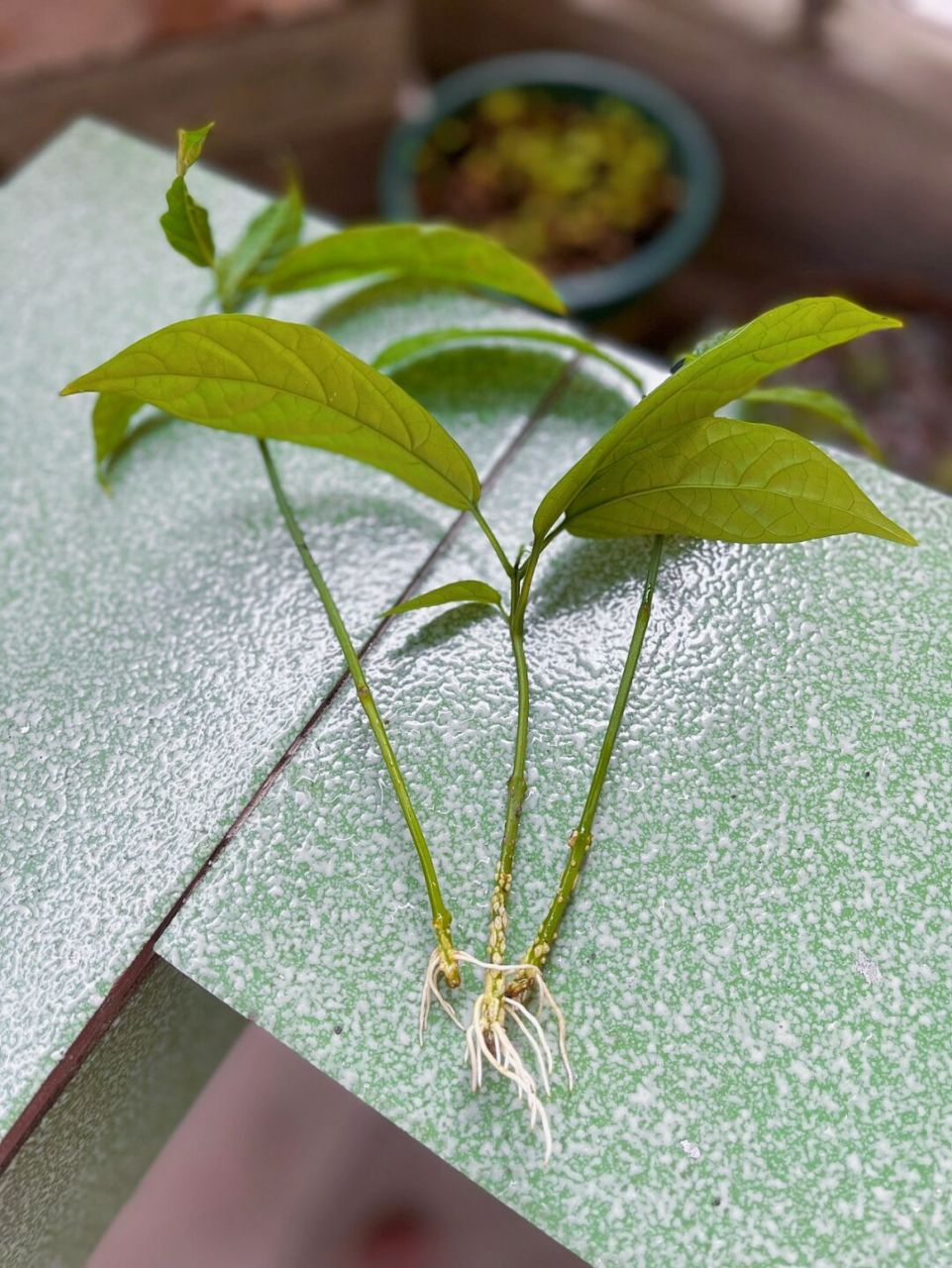 垂丝茉莉扦插也太容易了吧 把垂丝茉莉底部的叶子枝条修剪了下,就直接