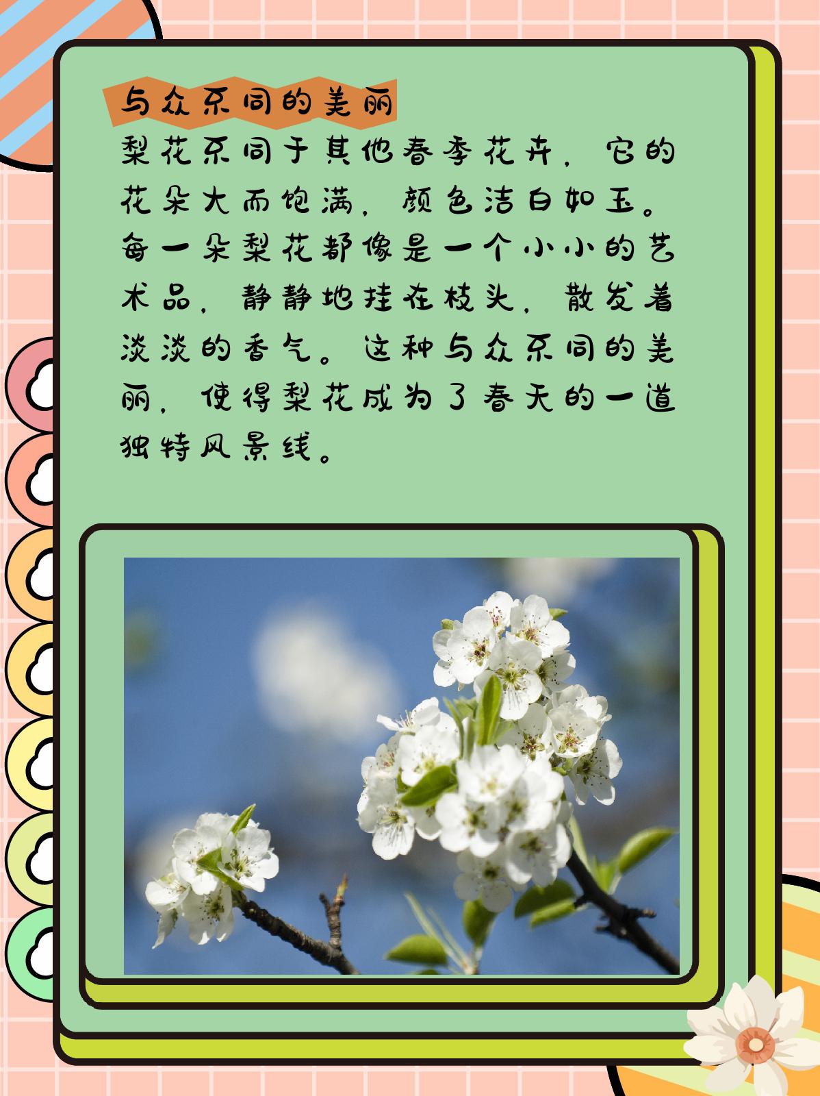 梨花是什么季节开的