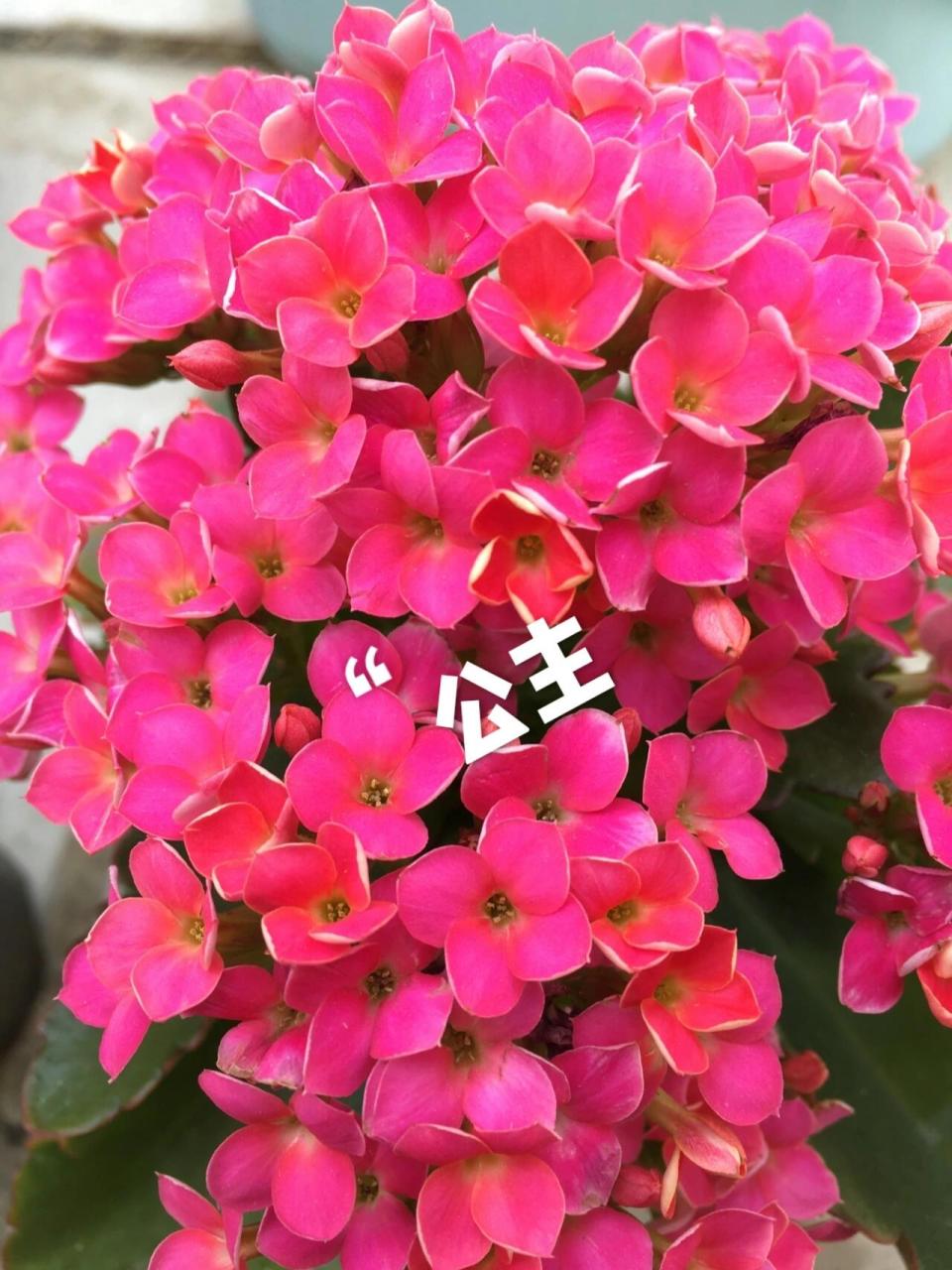 长寿花单瓣系列 分享一波长寿花单瓣的品种,名字都在图片上了,请您