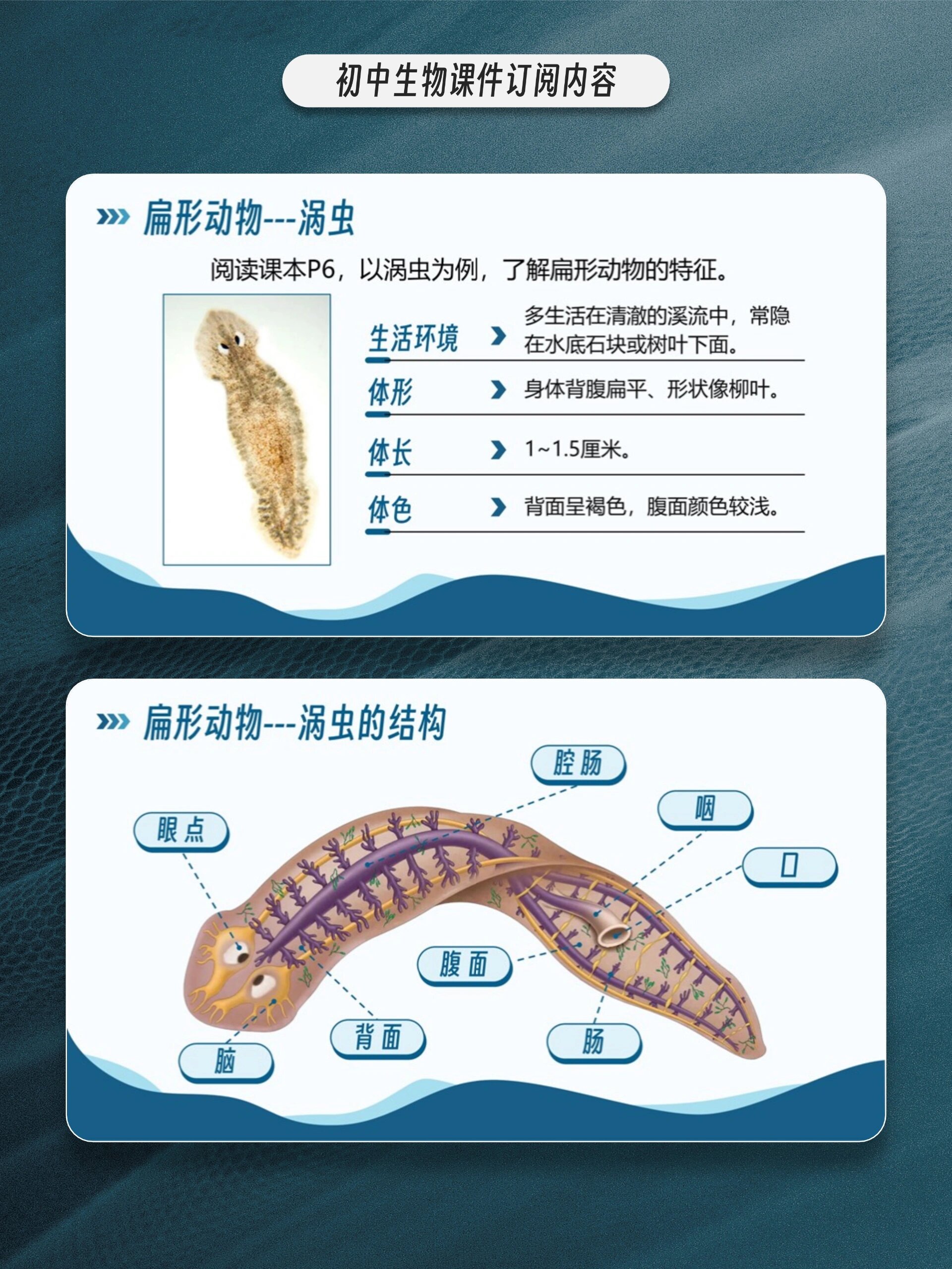 硬磕三天的生物课件《腔肠动物与扁形动物》  今天更新人教版八上生物