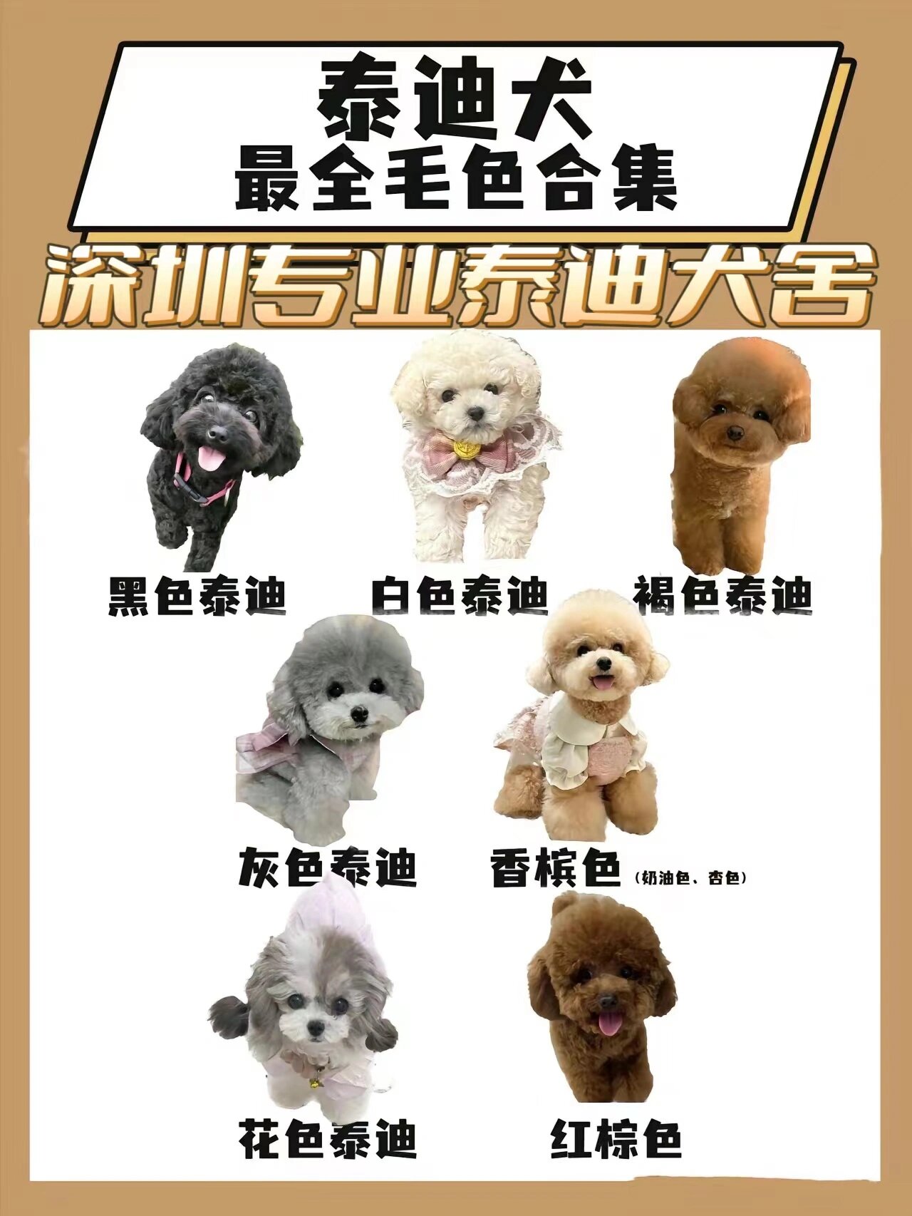 新手看过来👀保姆级泰迪颜色挑选指南