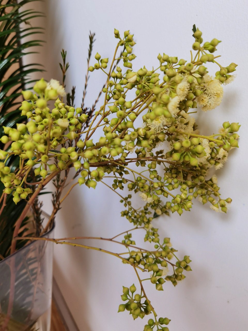 认识花花草草2～小米果 小米果的花语:开心喜悦,遇见光明!