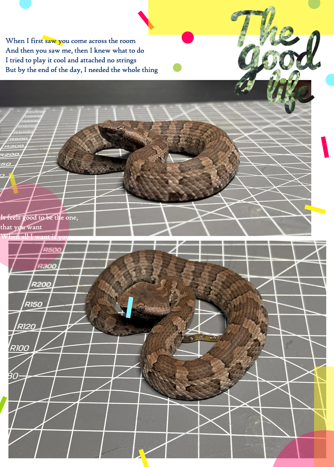 92冲绳烙铁头,又称小八嘎97,毒性很强,属于蝮蛇科,蝮亚科,烙铁头