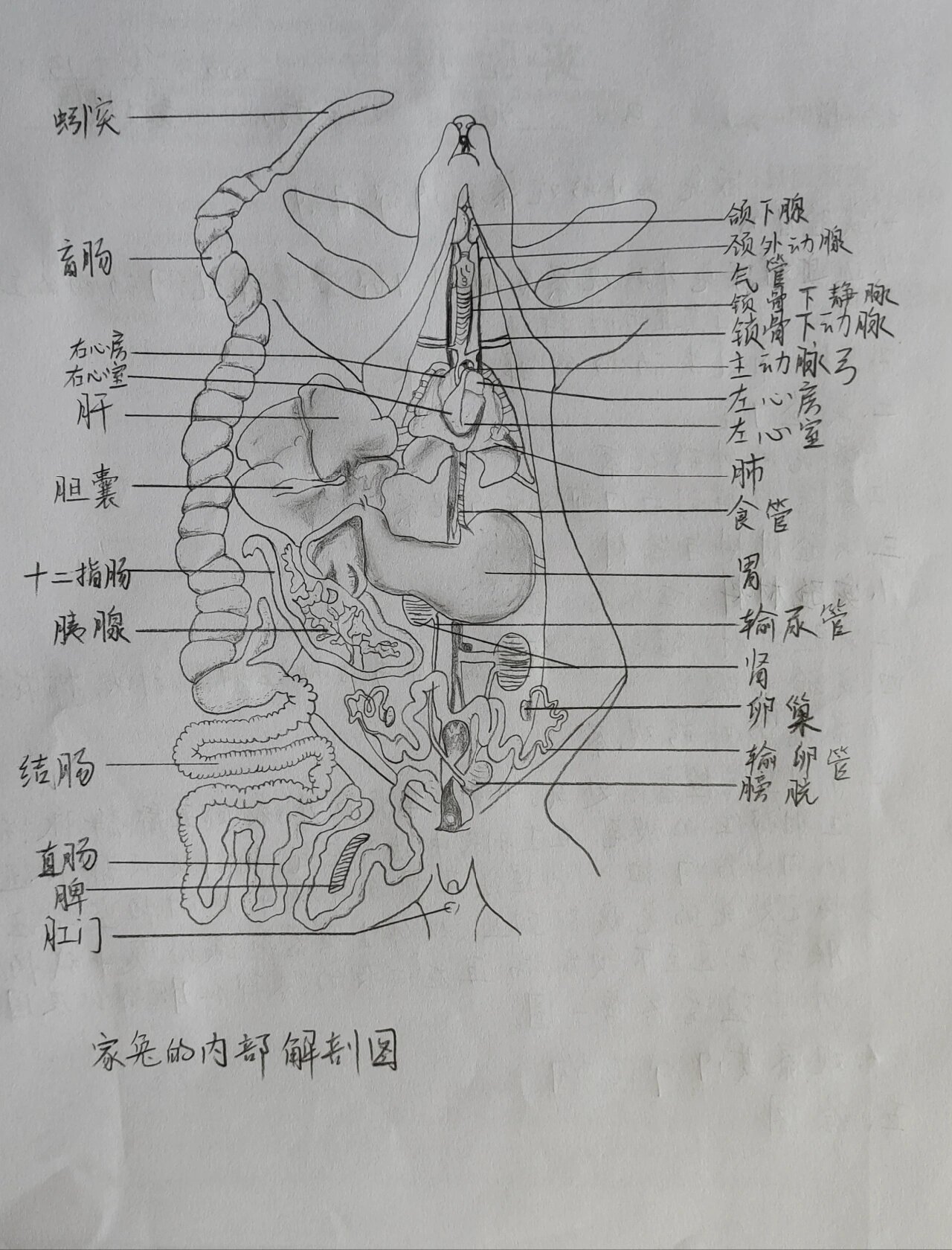 解剖家兔实验报告