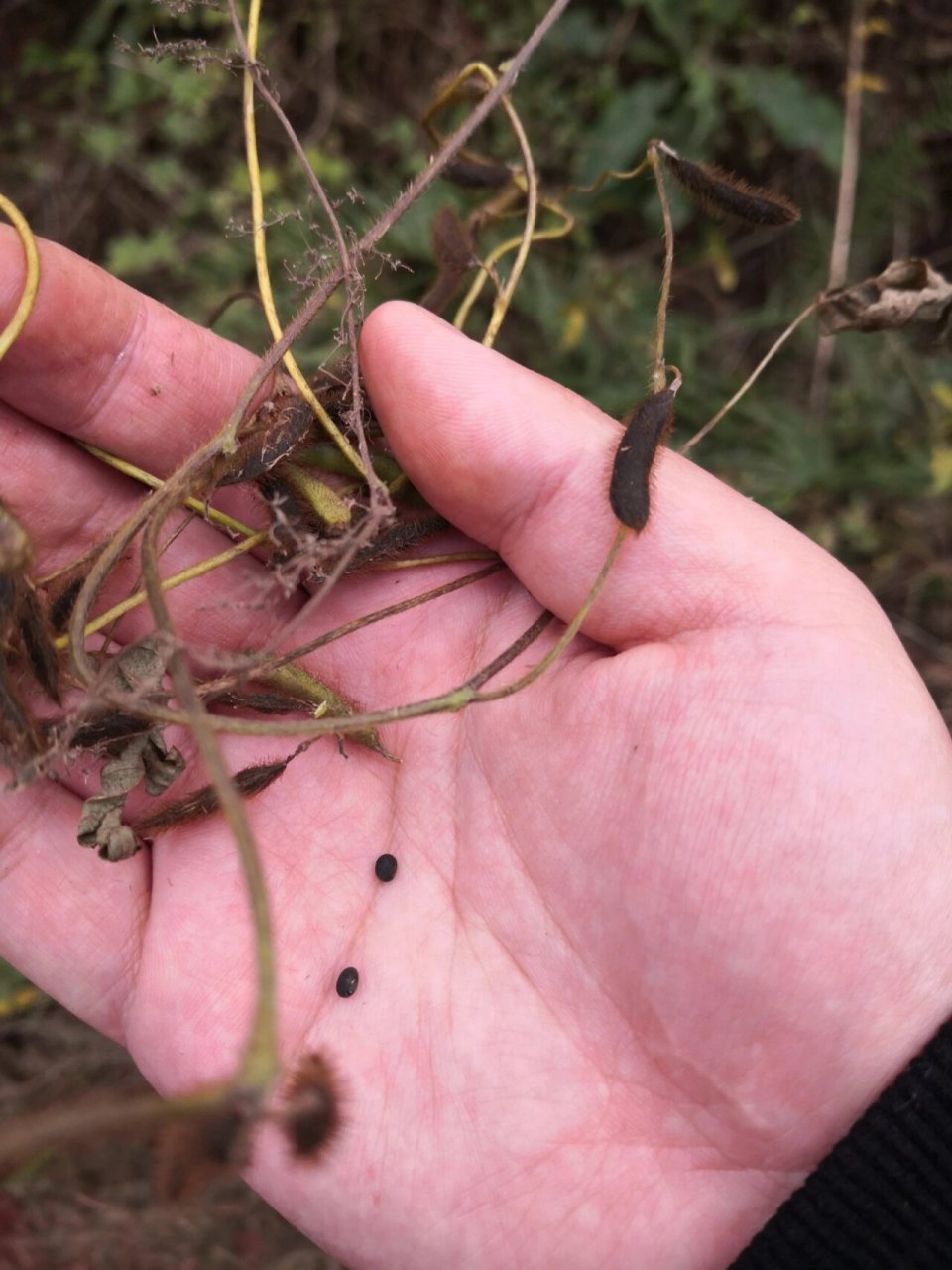 意外发现一丛野生黑豆 豆,是传统五谷之一,入肾,甘温无毒,可以补肾精