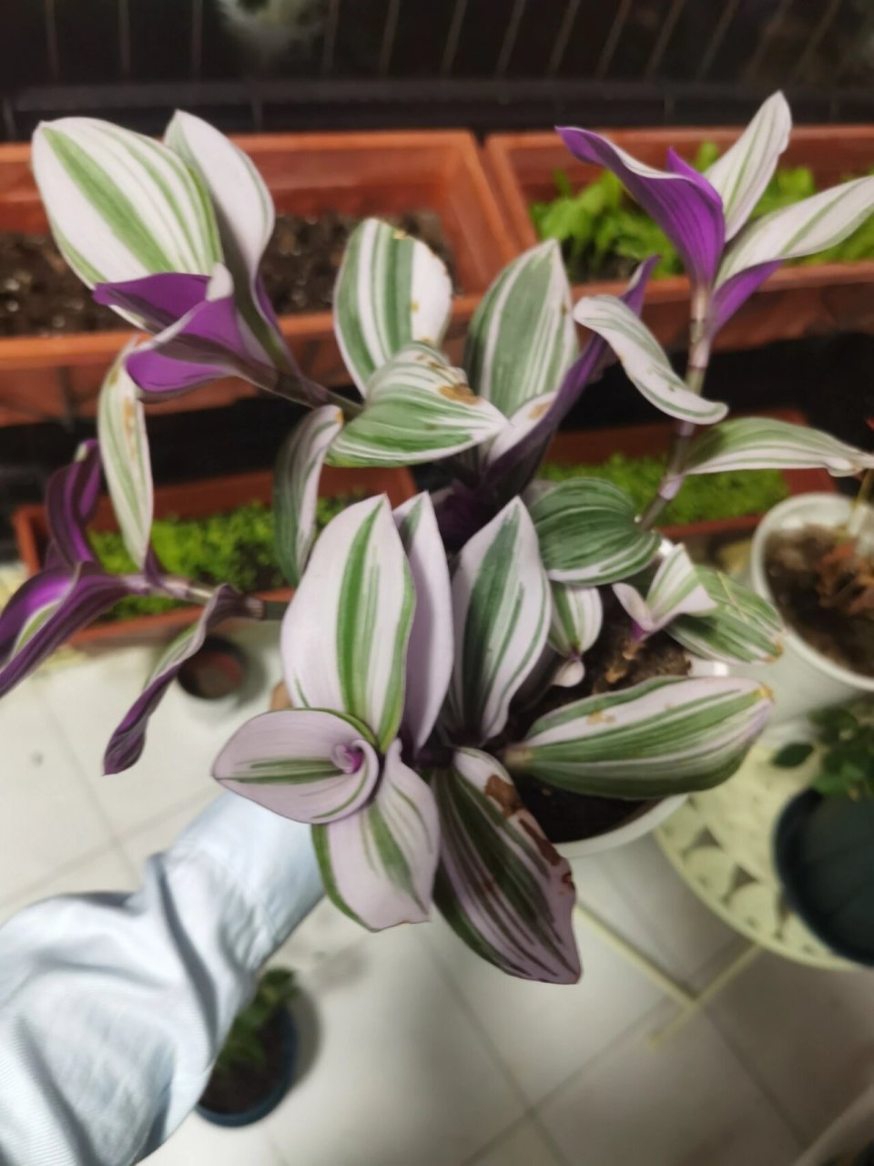 油画婚礼吊兰为啥总是烂叶子 可能以前浇水淋到叶子上导致烂叶子,最近