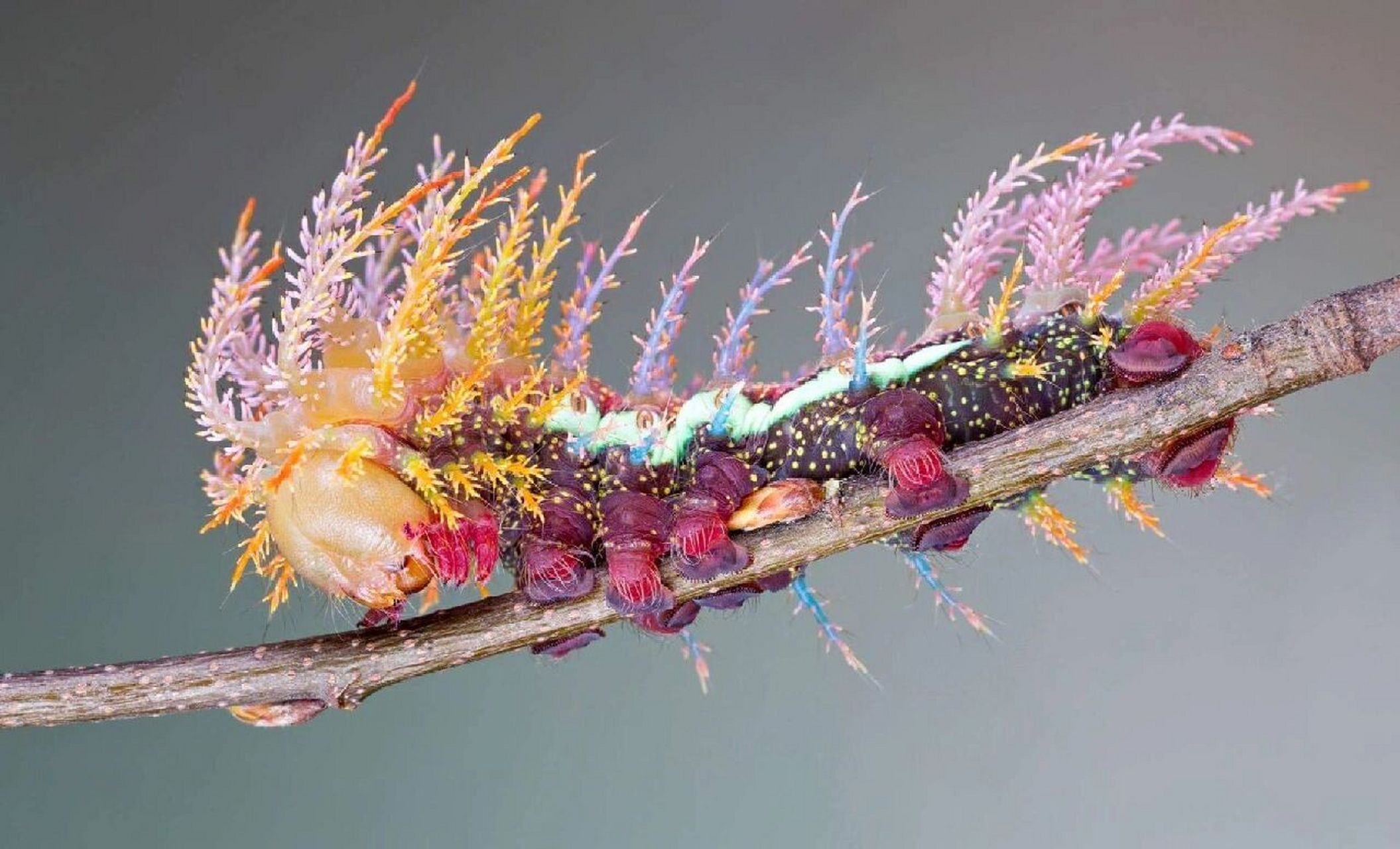 这种色彩缤纷的天蚕蛾幼虫含有毒性