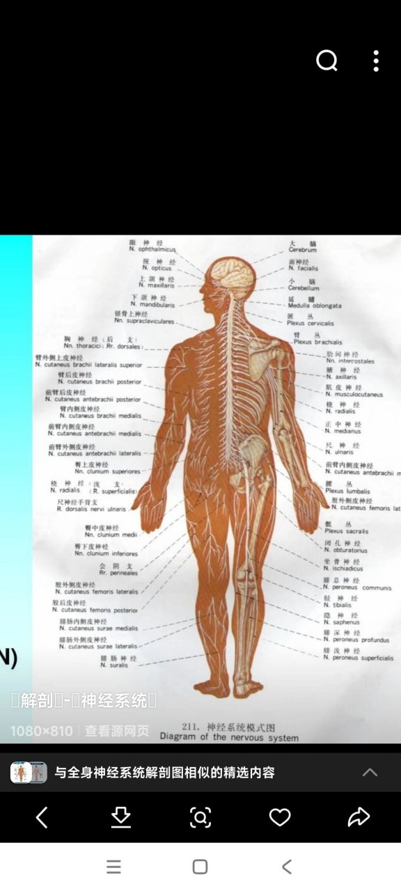 全身体表神经定位图图片