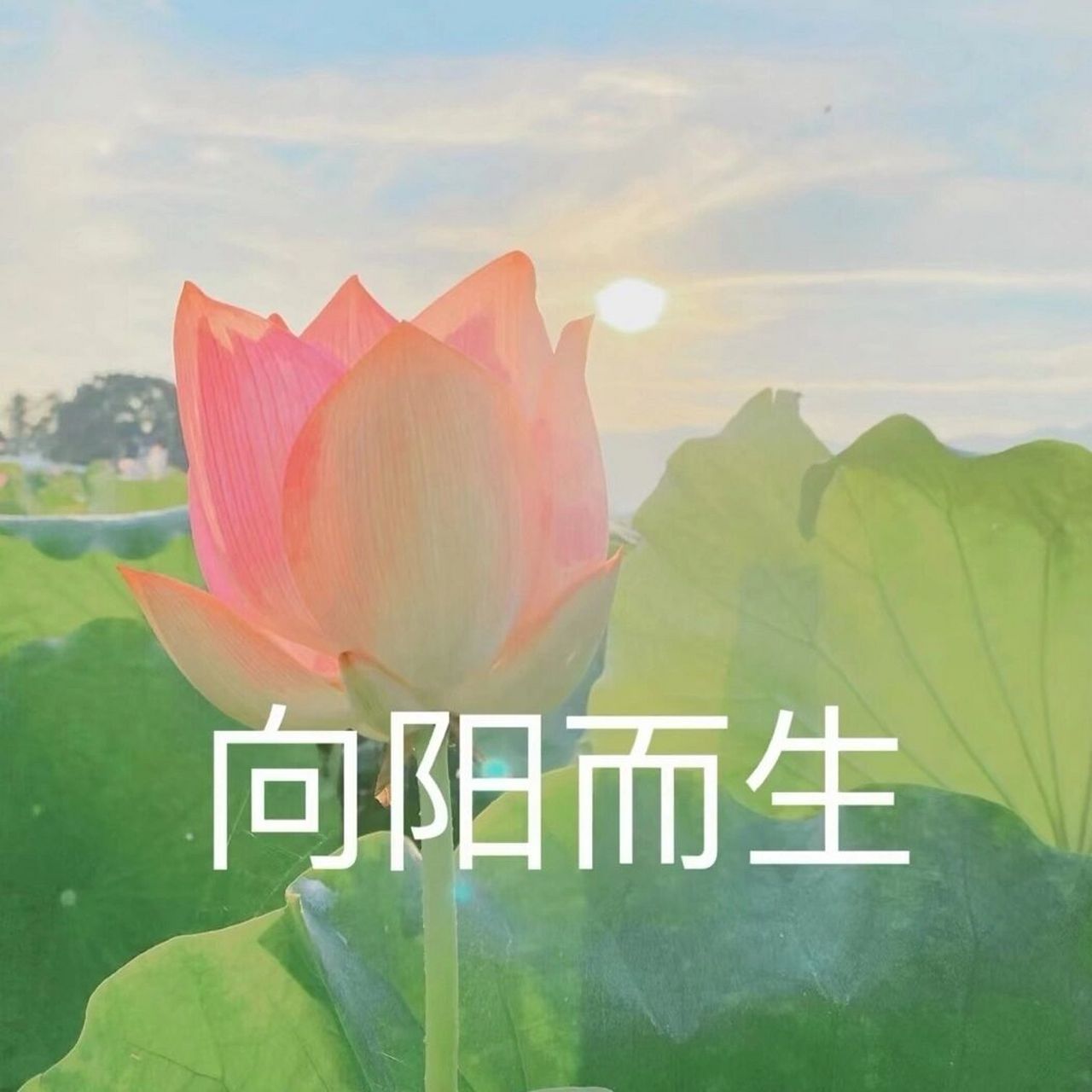 【莲花】/妈妈的头像 向阳而生/四大皆空/心如止水/一夜暴富 谁说佛系