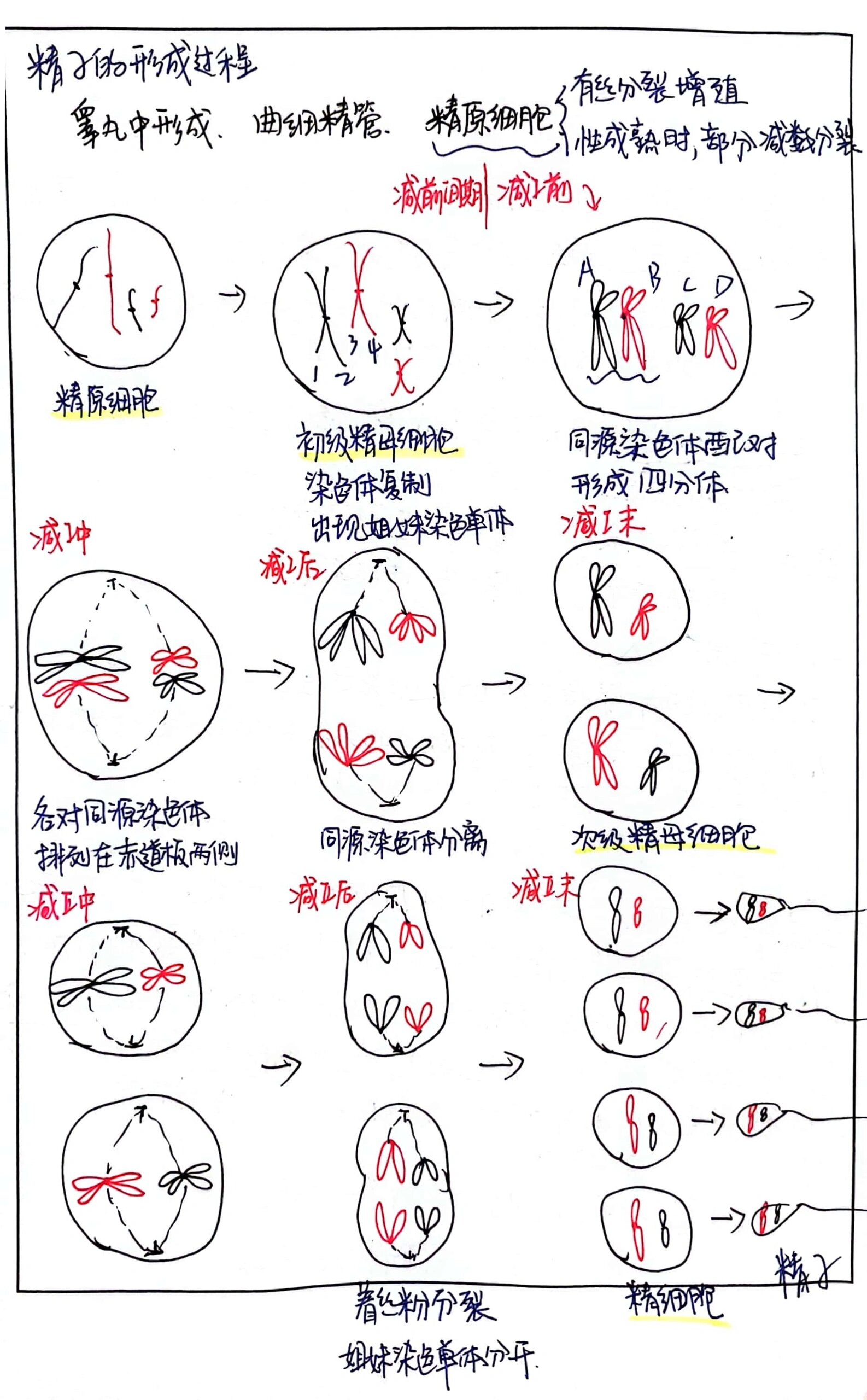 精子的形成过程