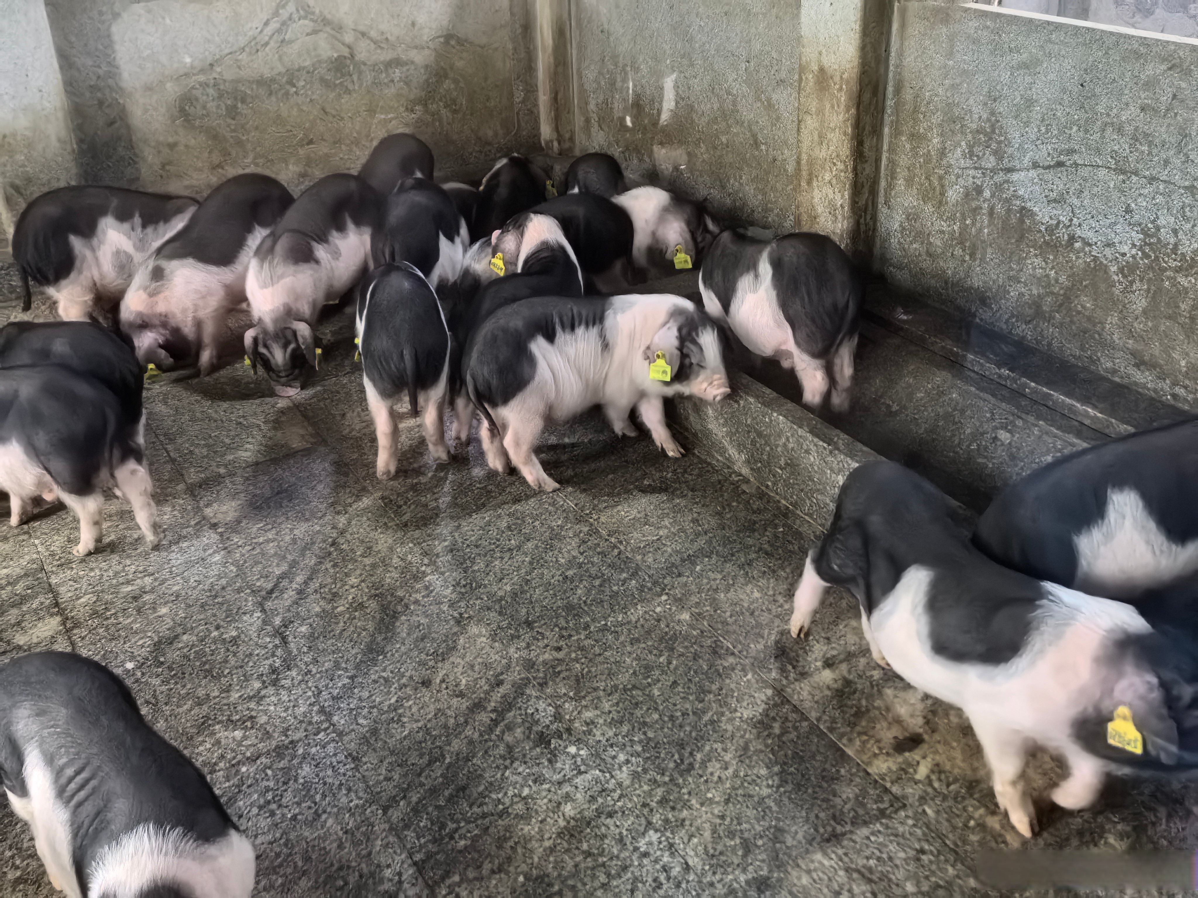 杂花猪能做种猪吗高端猪品种三花猪图片大花白猪生仔图片兰溪花猪图片