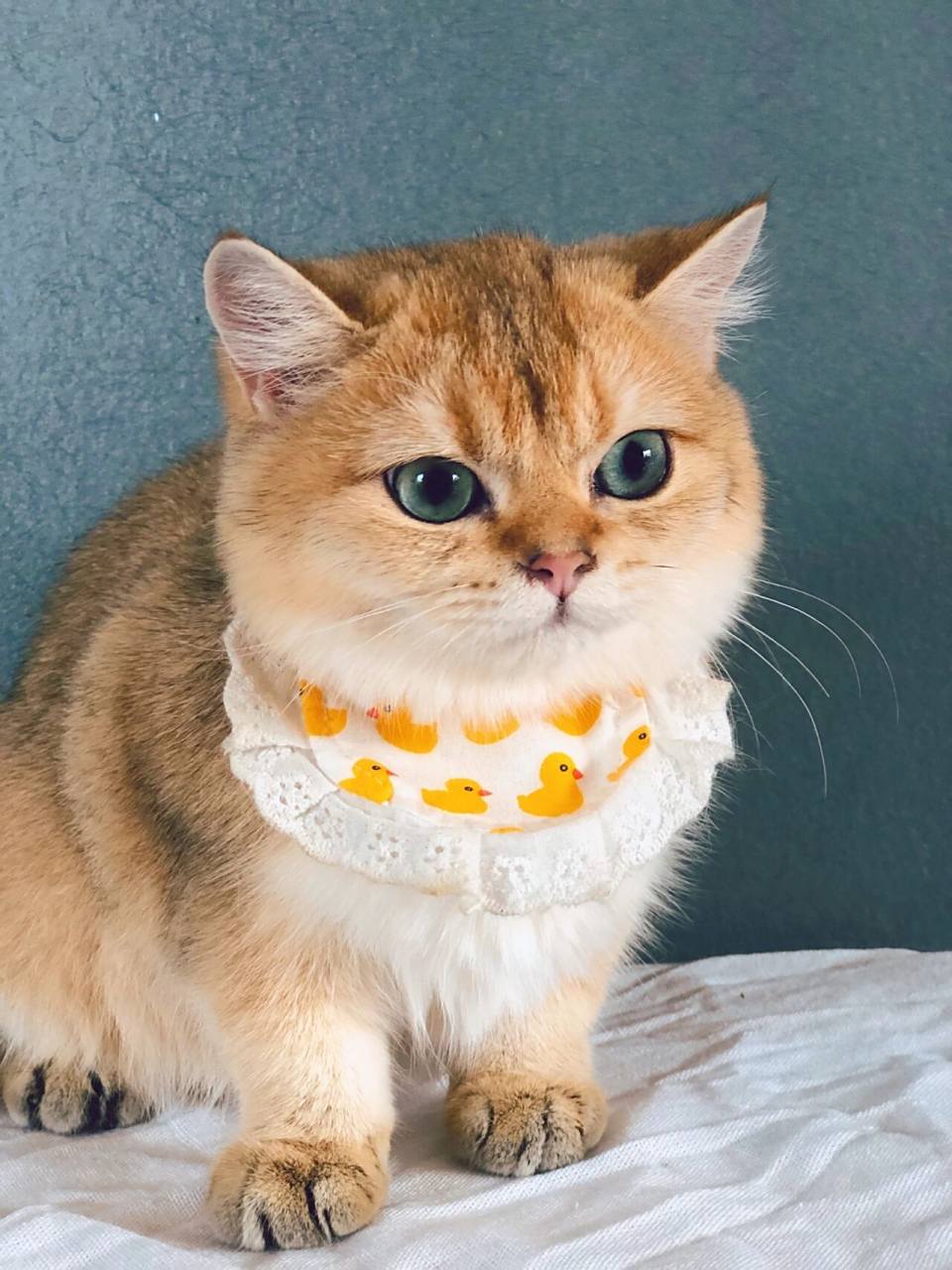 金渐层 图上是金渐层妹妹,六个月,本该尴尬期的,但是脸越长越宽越长