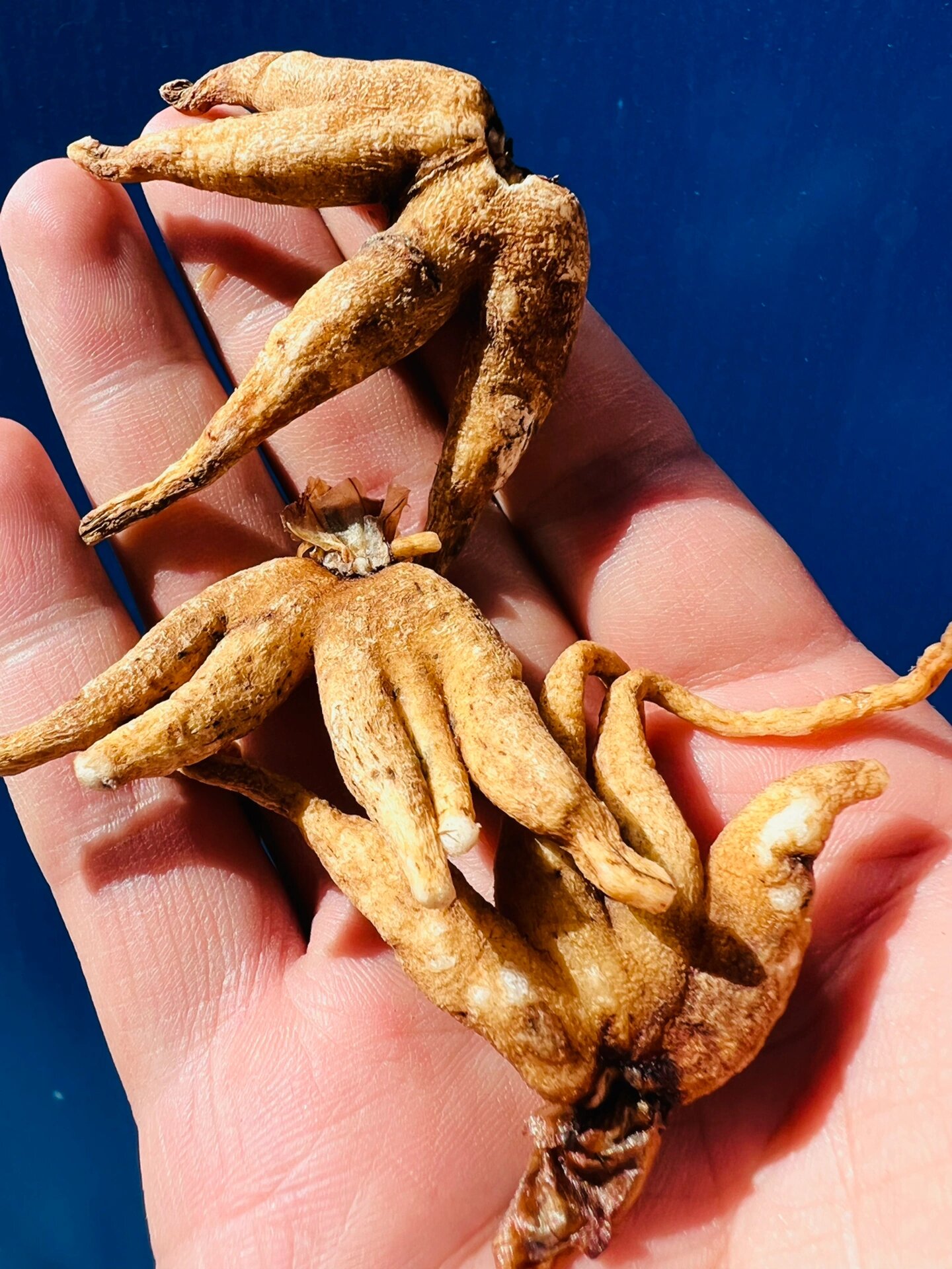 西藏野生手掌参