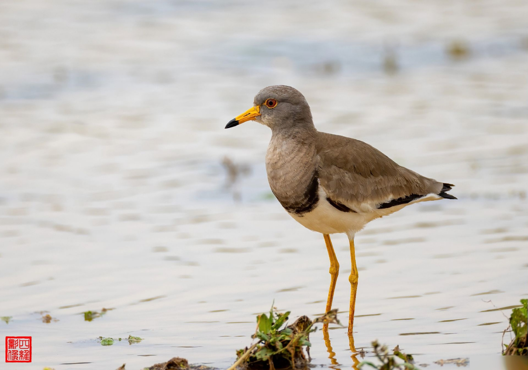 灰头麦鸡活动于近水的开阔地带,飞行速度较慢,以蚯蚓,昆虫,螺类等为食