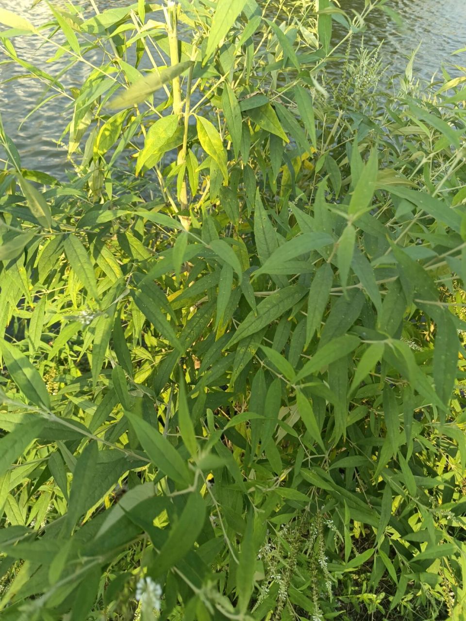 认识一个新草药白背枫 小山村好多草药哦!