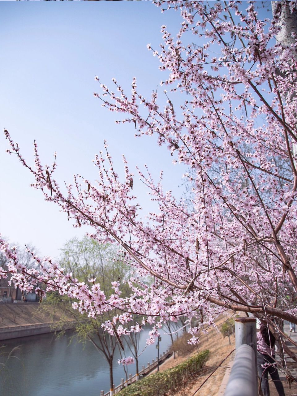 玉渊潭桃花图片