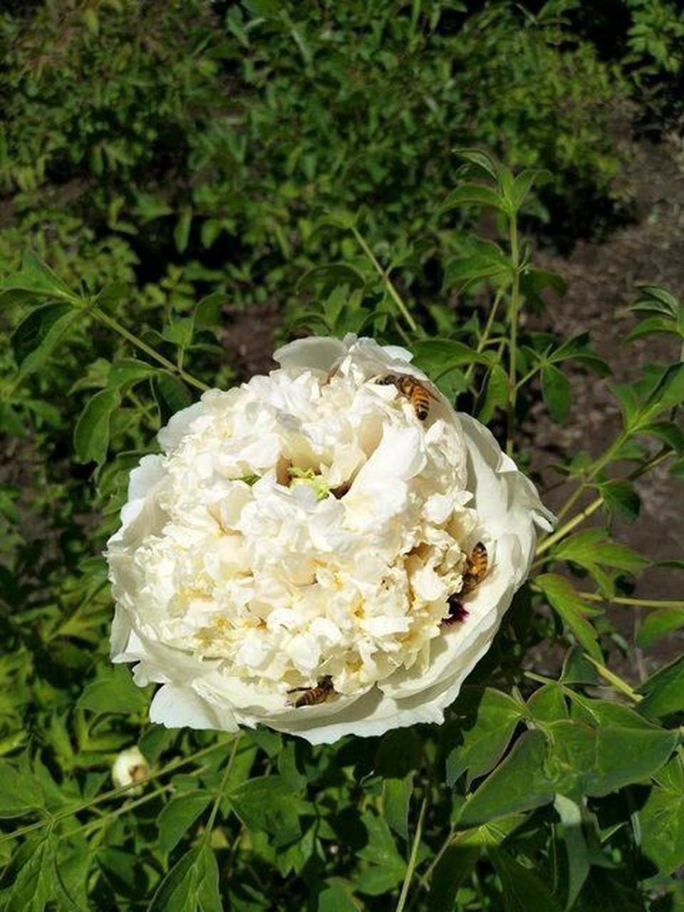 紫斑牡丹佛头青 紫斑牡丹佛头青 传统品种 佛头青:花初开淡黄,盛开转