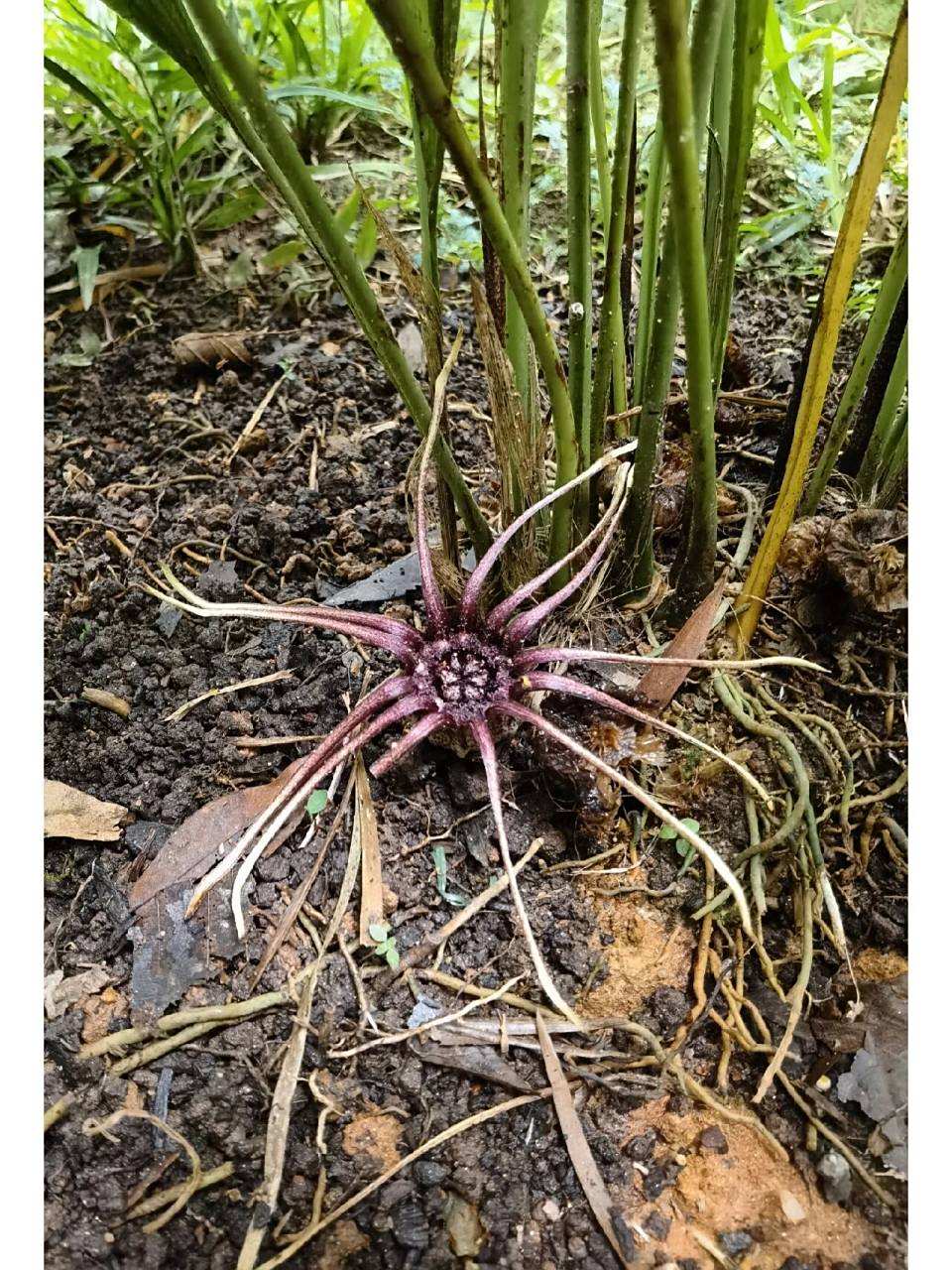 喜欢94,欣赏94-巨花蜘蛛抱蛋9915 巨花蜘蛛99159915