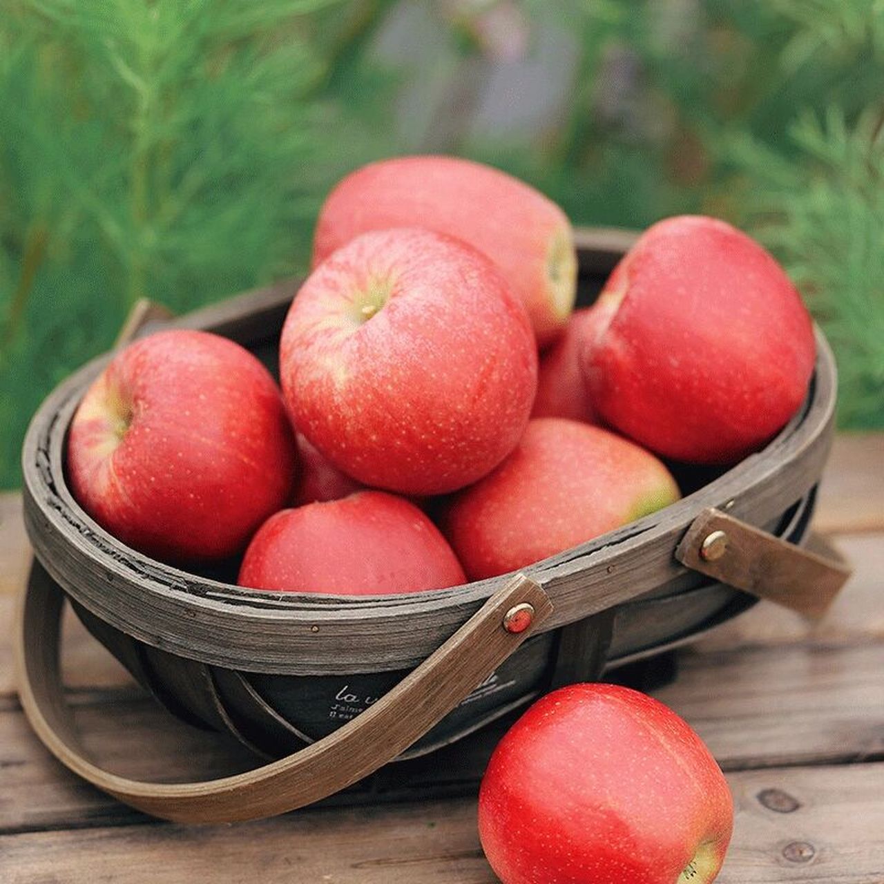 自从吃了这个米奇拉苹果96,其他都是浮云 2015年,有一种苹果,被当做