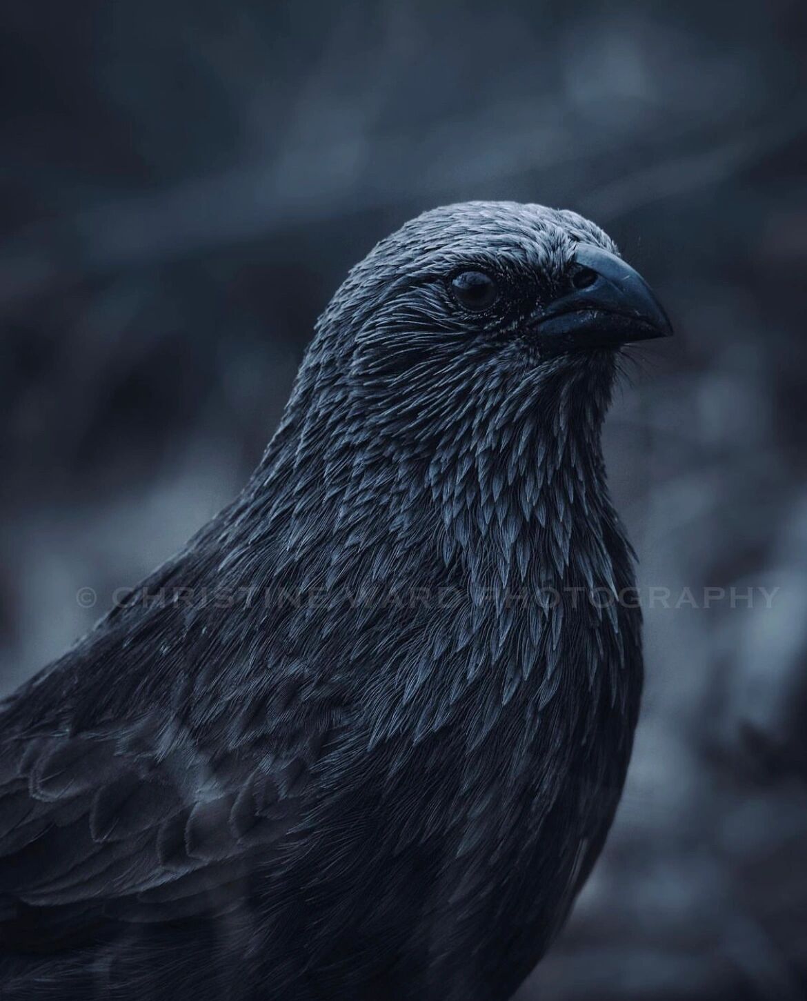 乌鸦|头像背景图