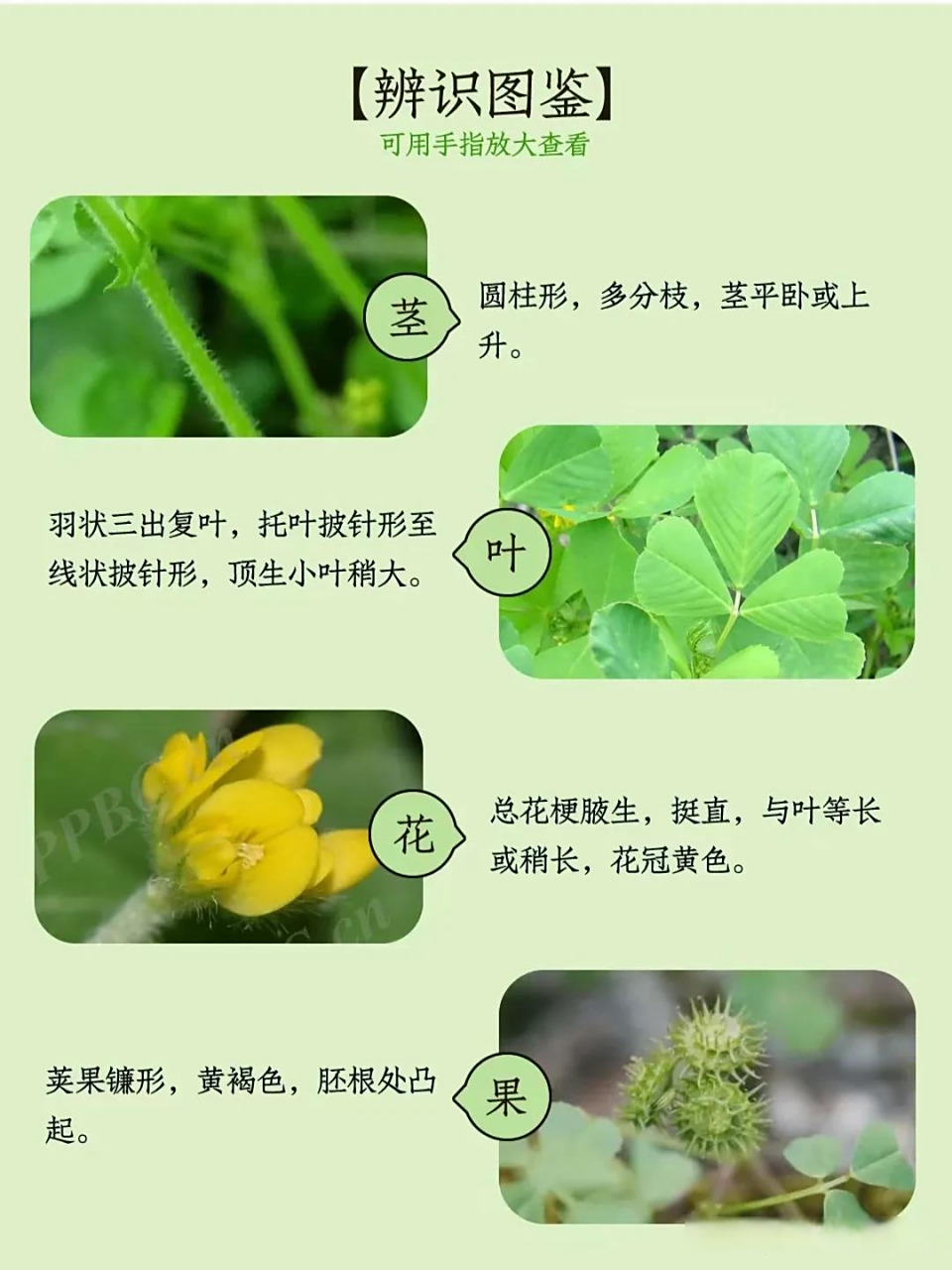 "草头"野菜【别名】金花菜,草头,黄花苜蓿,刺苜蓿,南苜蓿.