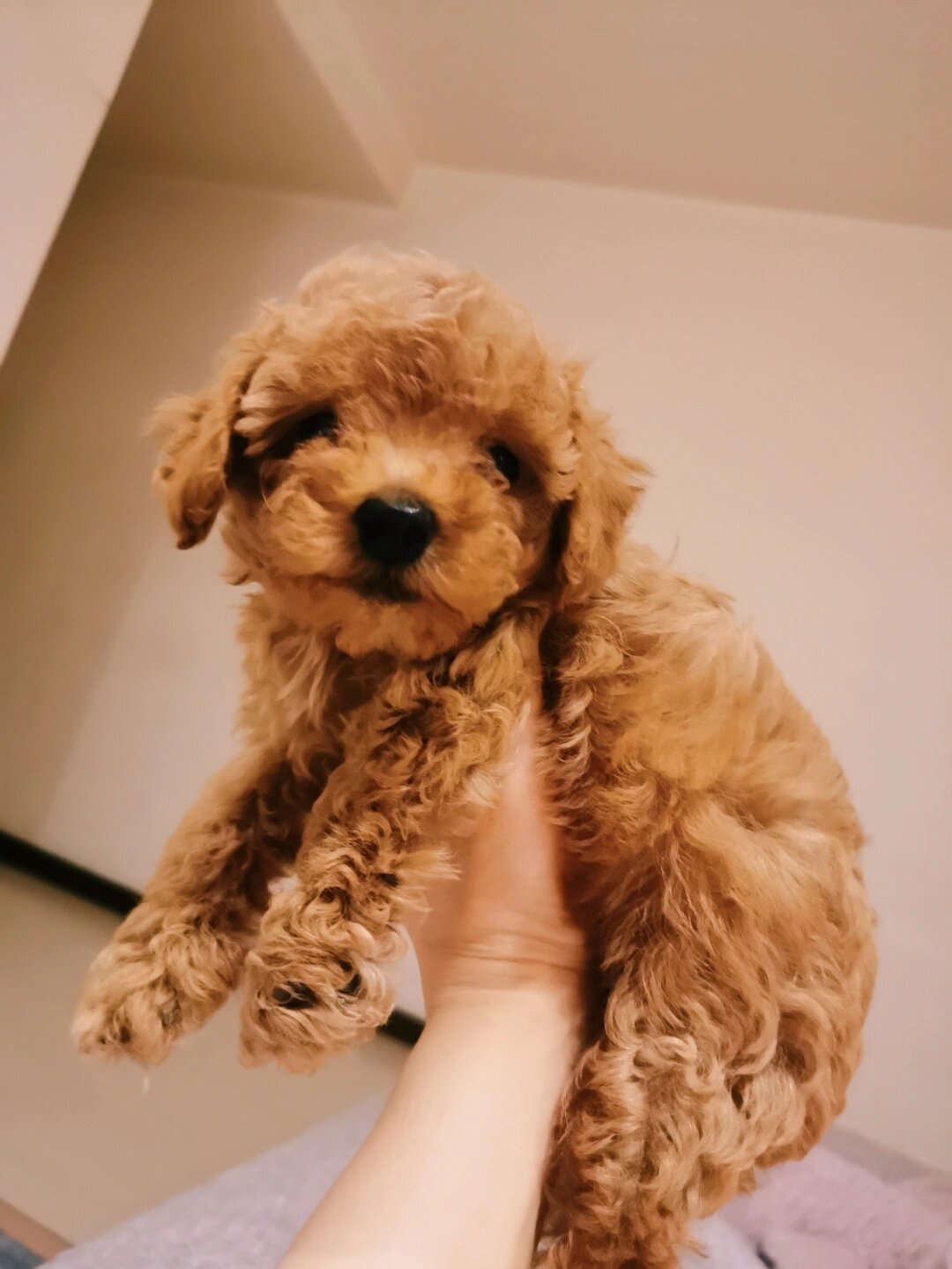 来了2个月的贵宾犬