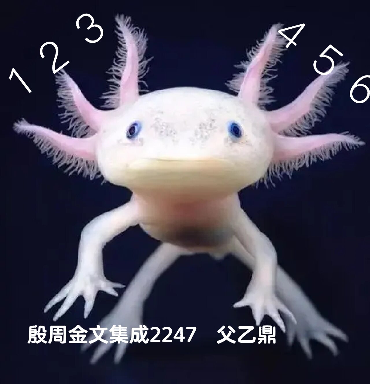 臨書拾字 蝾螈幼体