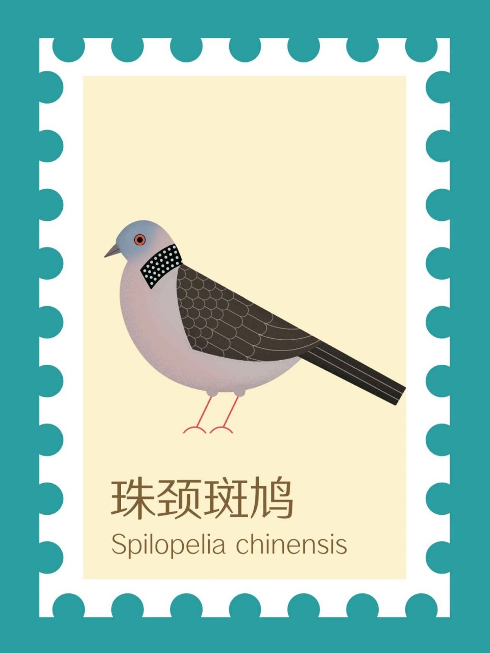 城市常见鸟类——珠颈斑鸠 不是所有的鸟类都无法适应城市生活,珠颈