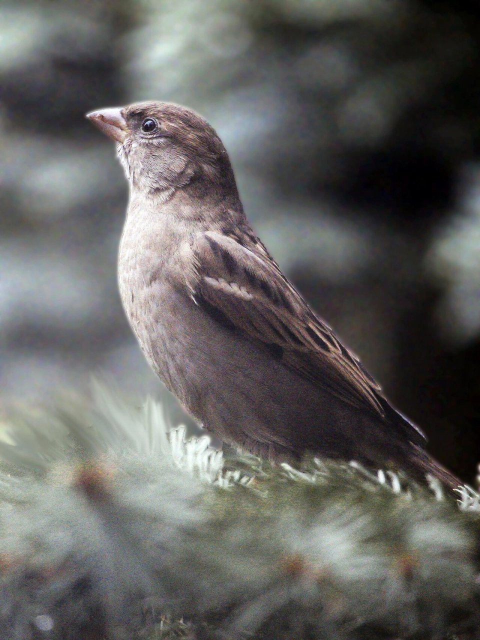看多了胖嘟嘟的麻雀,再看瘦瘦的麻雀,有点不敢认!