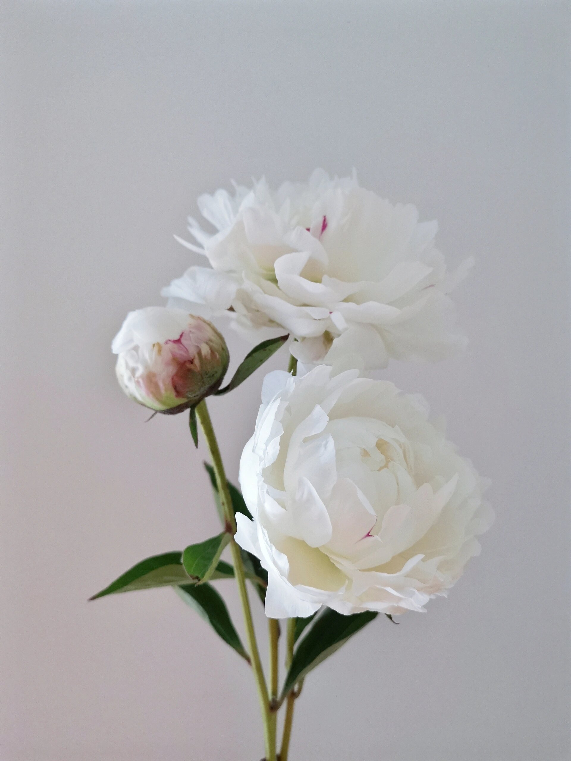 每周一花——杨妃出浴 芍药季尾声,以一束"杨妃出浴",完美收官