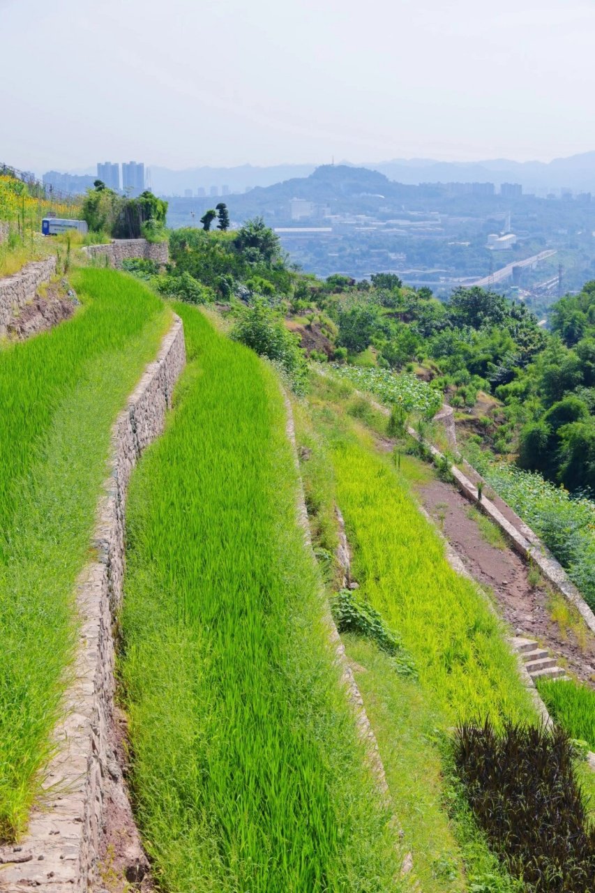 重庆大渡口的五彩梯田 重庆大渡口的五彩梯田