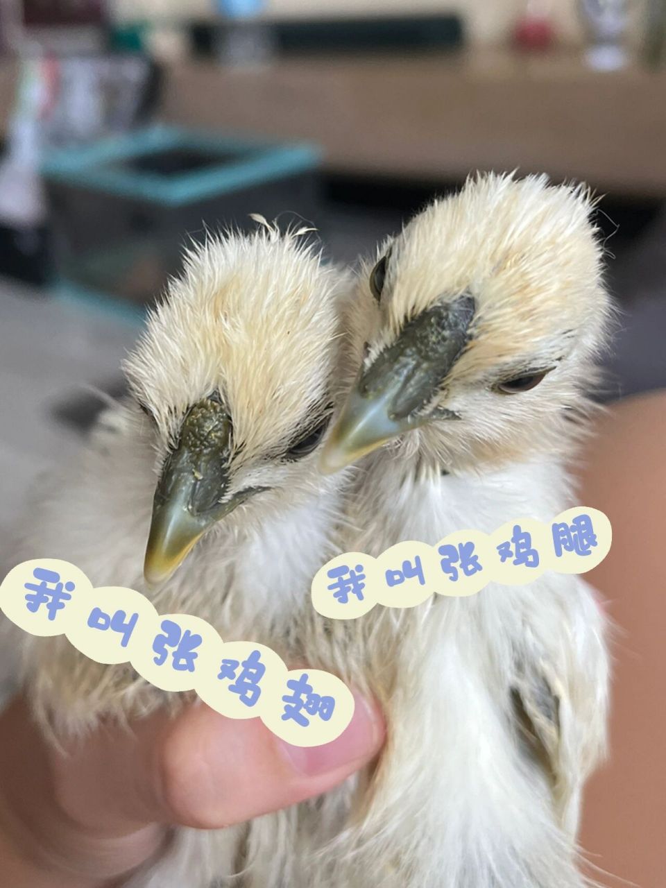 一个月零3天的小乌鸡 能看出公母吗?