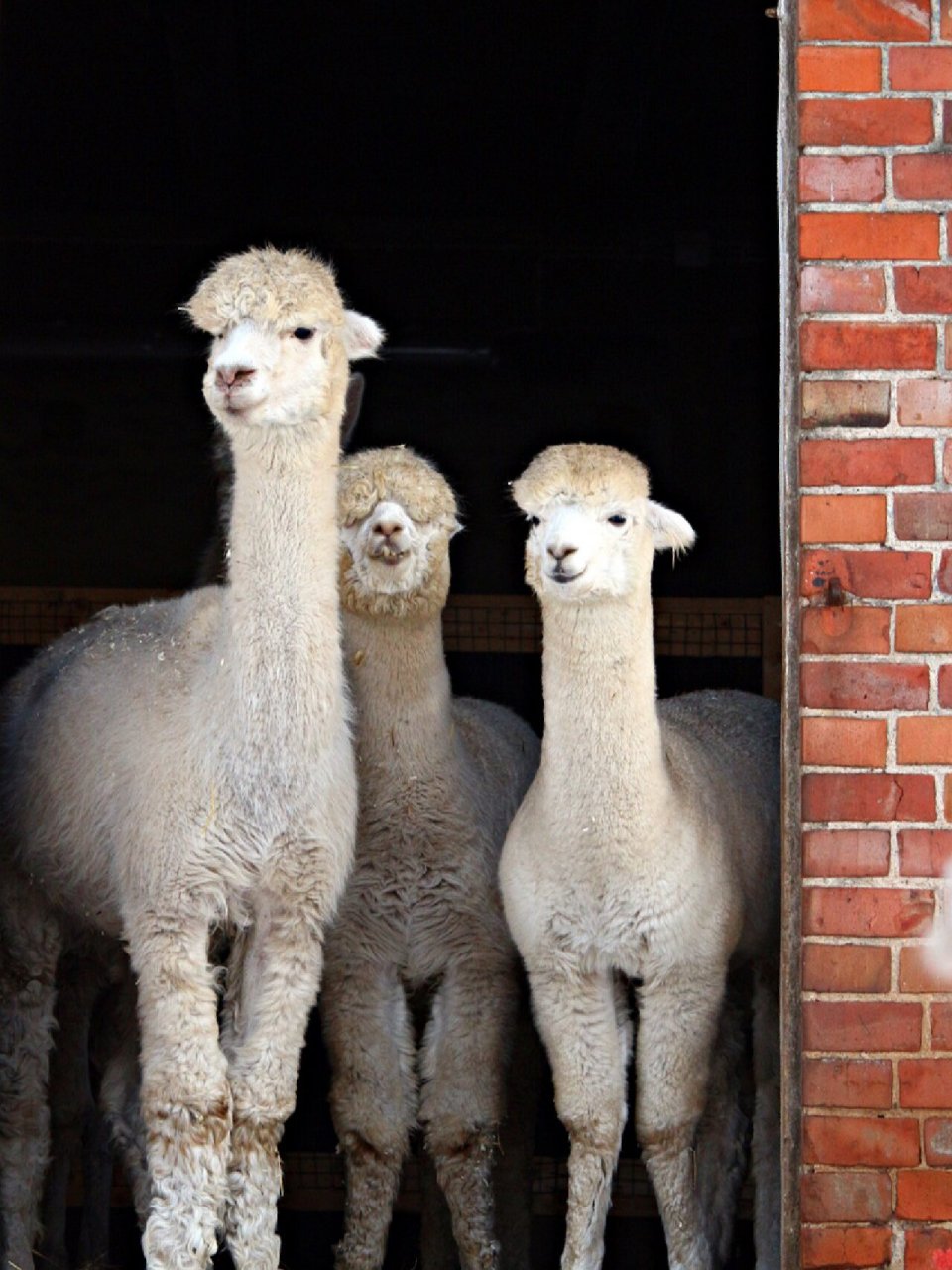 每天陪孩子一起瞧动物👀(day18) 🍎名称:羊驼 🍎别称:美洲驼,无