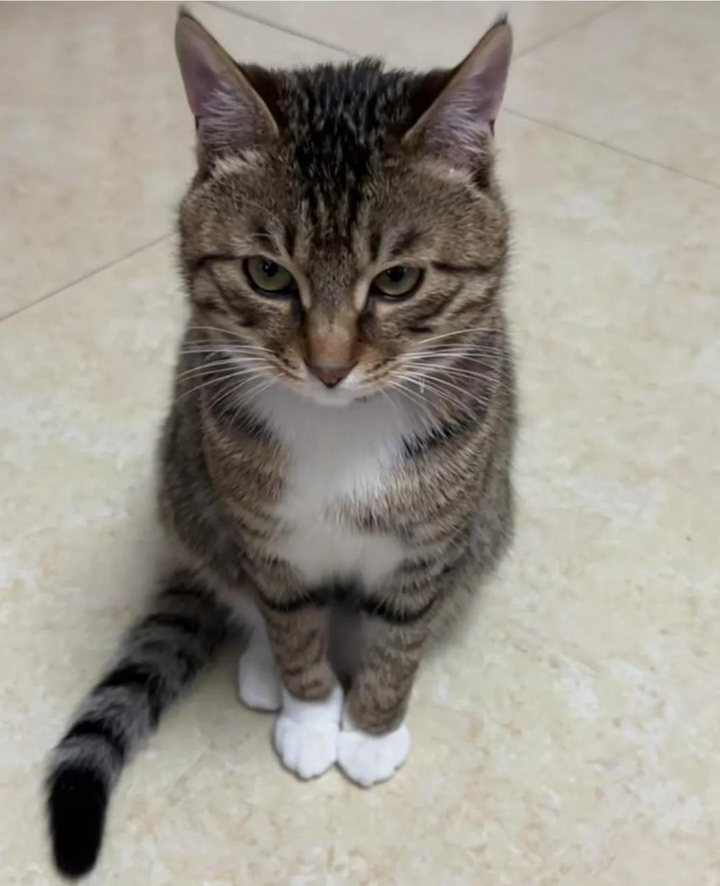 白脚狸花猫一看就好玩,让人忍不住想捏捏它的脚.