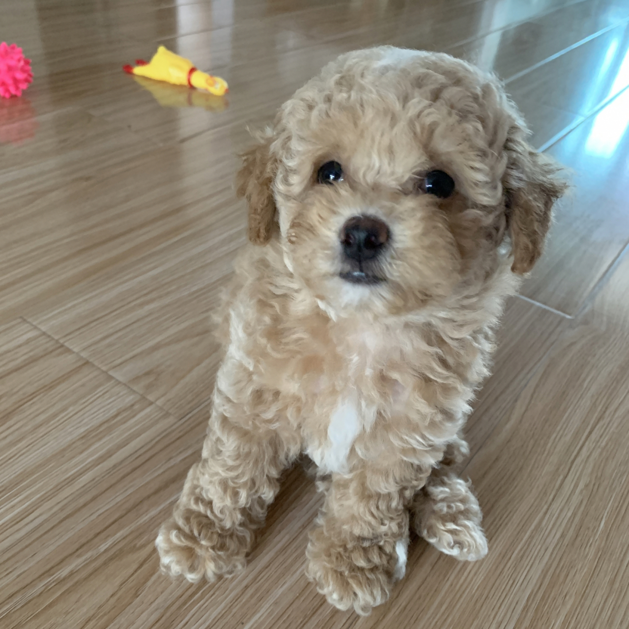 比熊泰迪串串成长记 本来想买个比熊,却买个了比熊串串,狗爸是比熊,狗