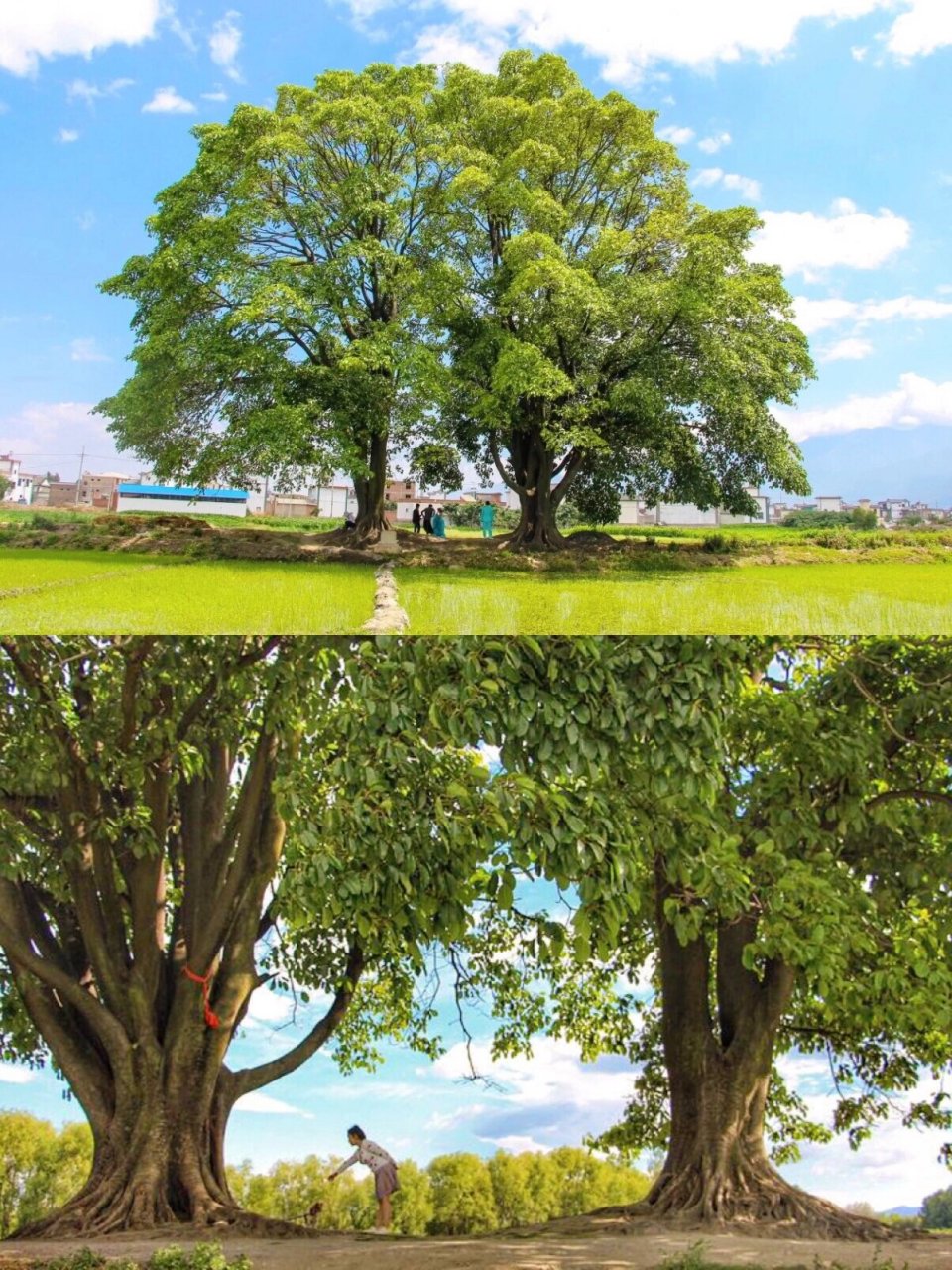 大理浪漫夫妻树9199一定要和喜欢的人去打卡 在大理过七夕,一定要