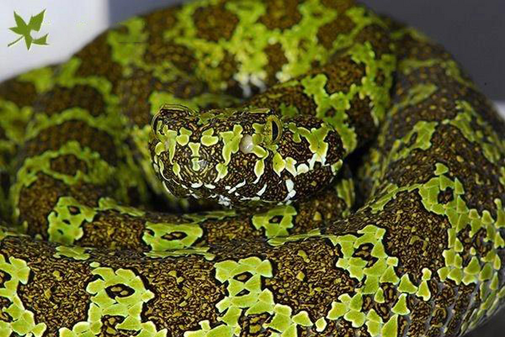 莽山烙铁头蛇mangshan pit viper mangshan pit viper (protobothrops