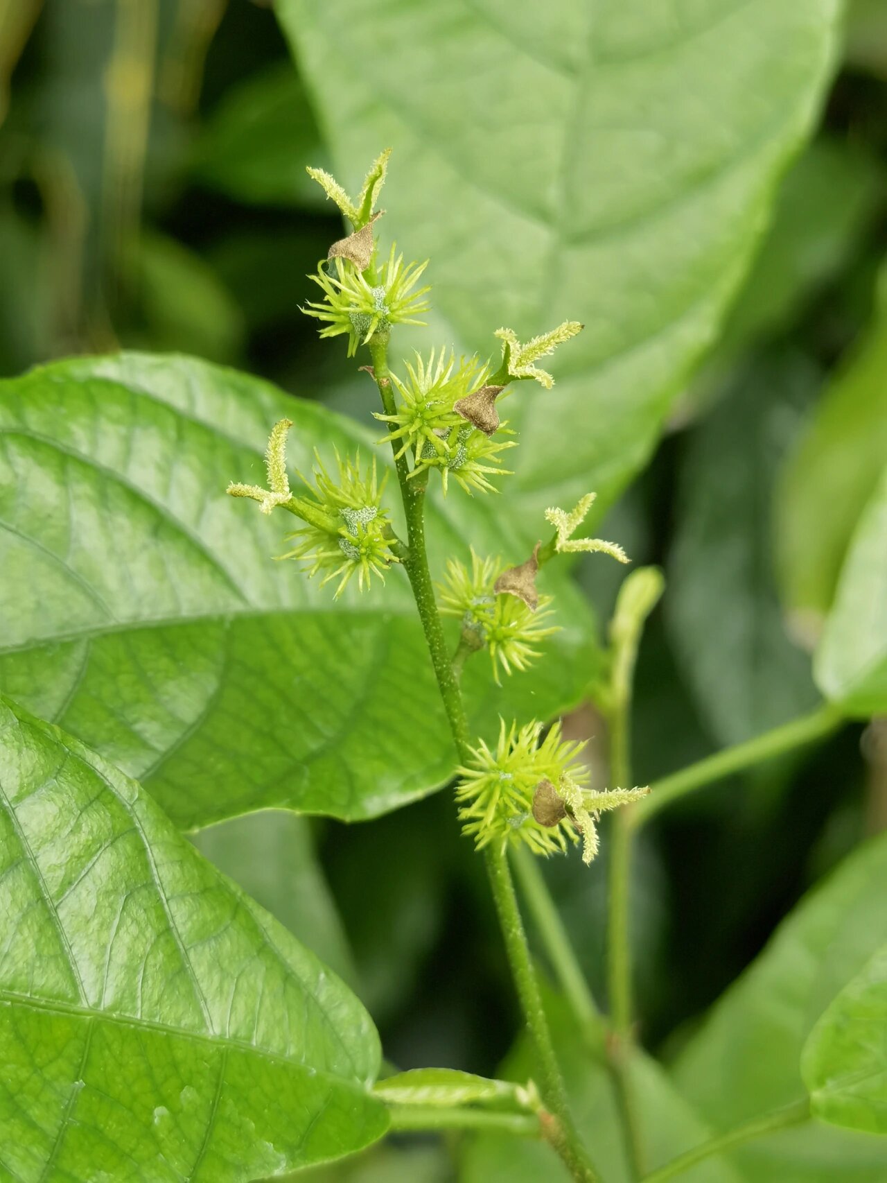 喜欢94,欣赏94-鹧鸪茶 鹧鸪茶 又名山苦茶,椭圆叶野桐,大戟科野桐