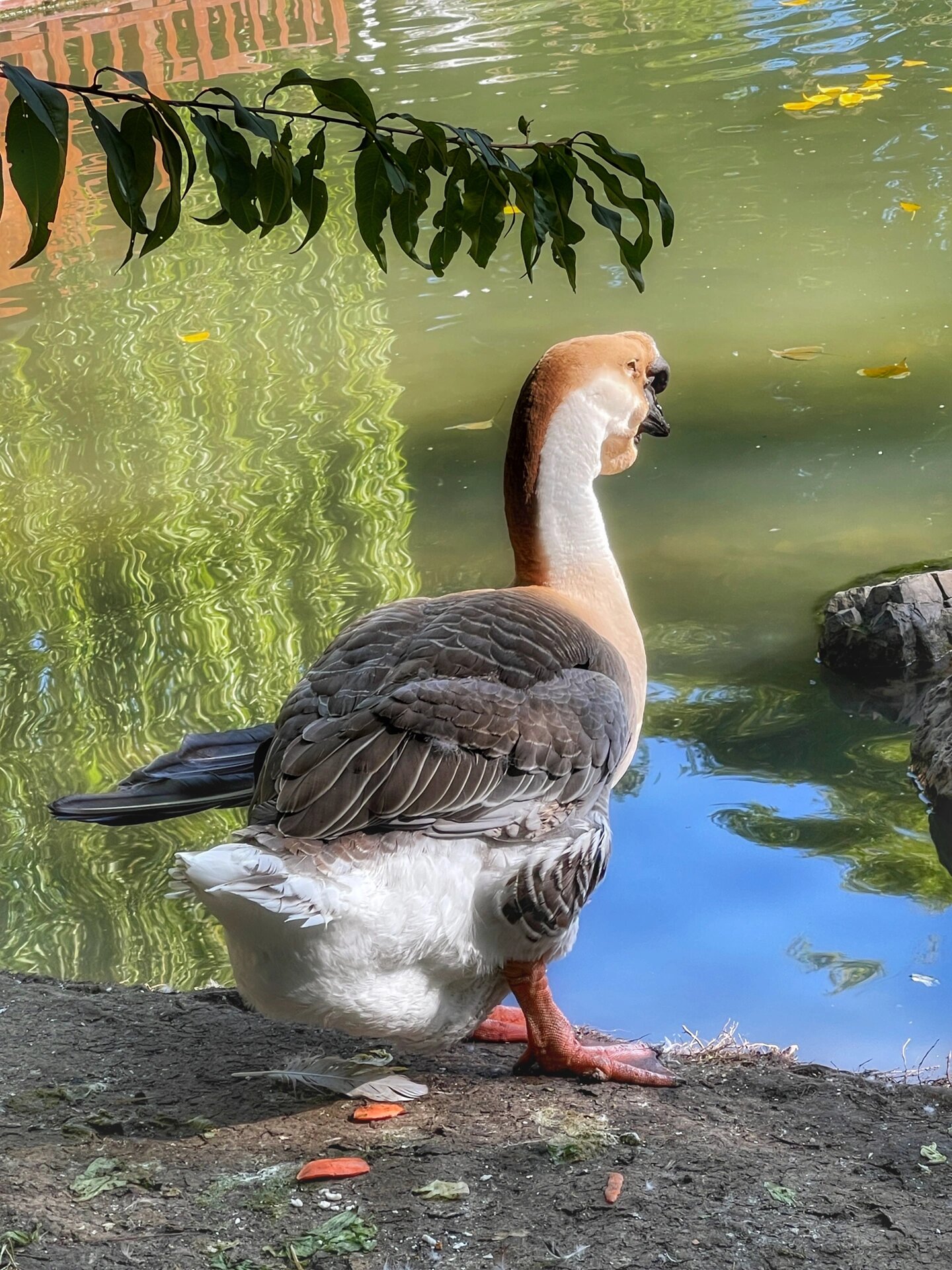 鸟兽鱼虫记|狮头鹅