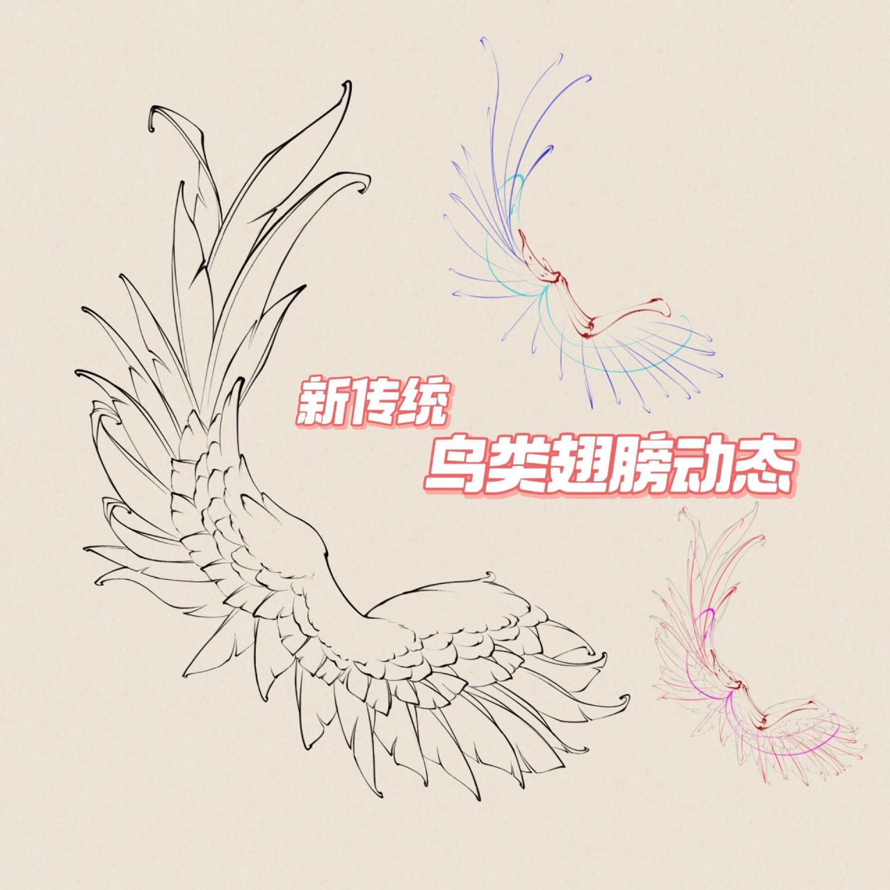 99新传统鸟类翅膀动态练习【2】      灵感