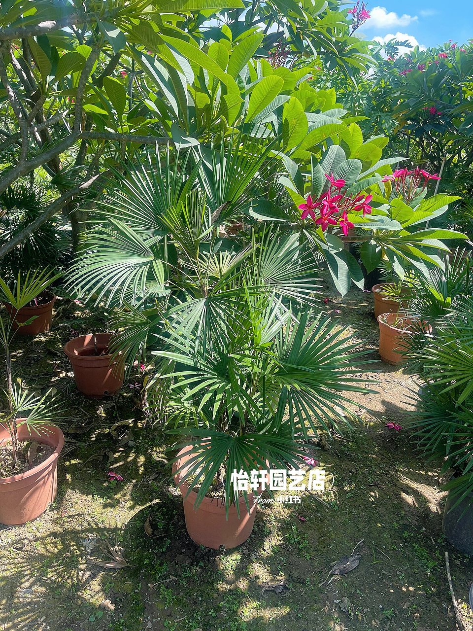 你看过的棕竹 大叶棕竹,小叶棕竹,金山棕 大型,小型的都有 棕竹是造景