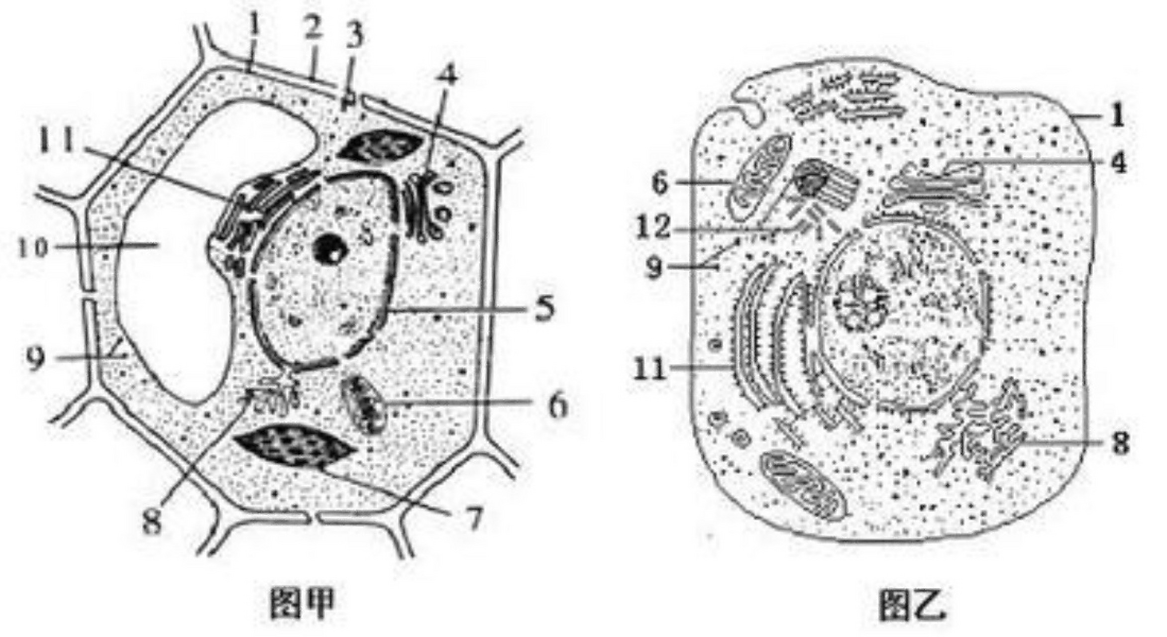 怎么在黑白的图片下分辨叶绿体和线粒体7115