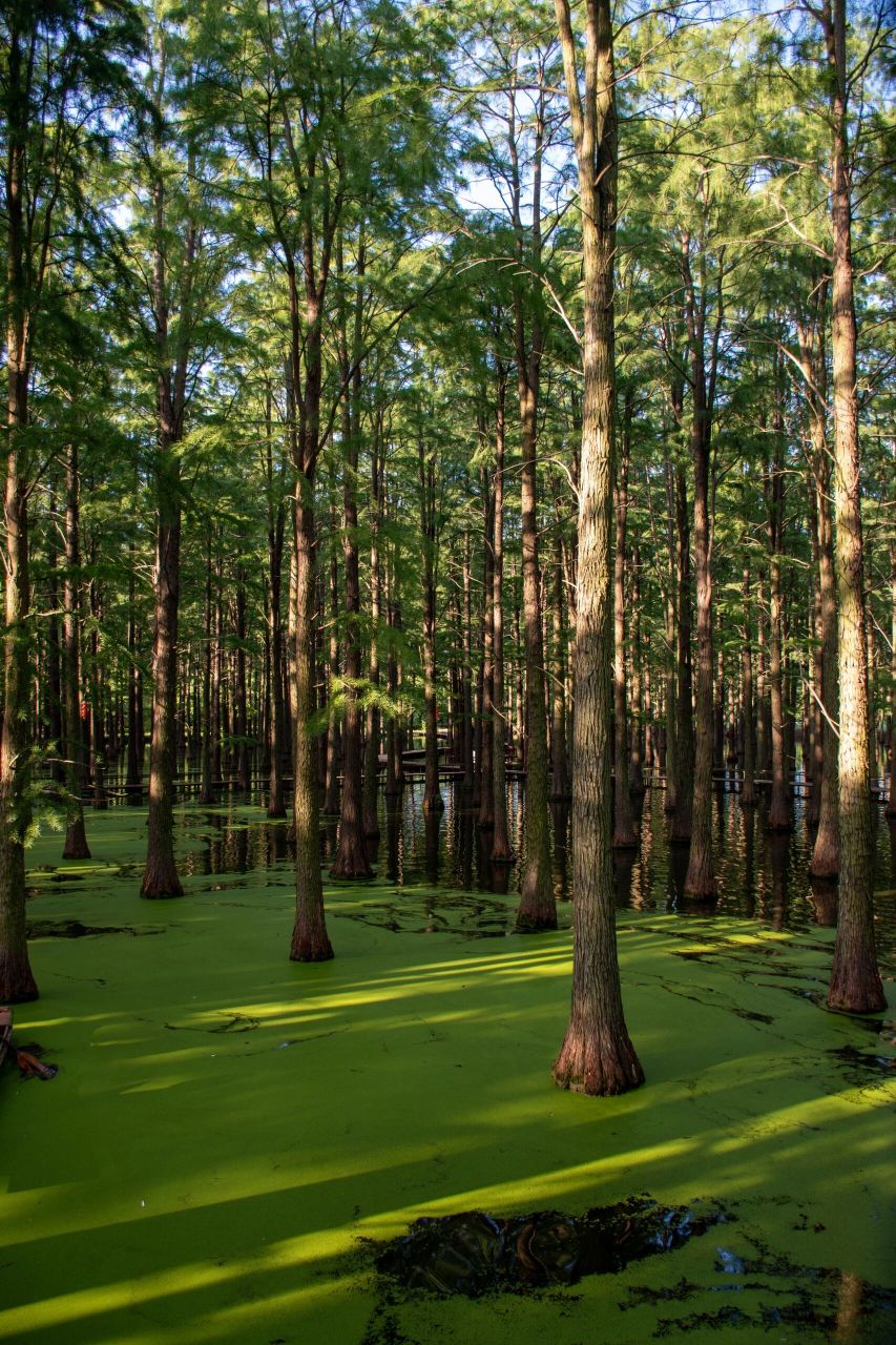水上森林|渌洋湖公园 交通 渌洋湖公园位于扬州市江都区和高邮市的